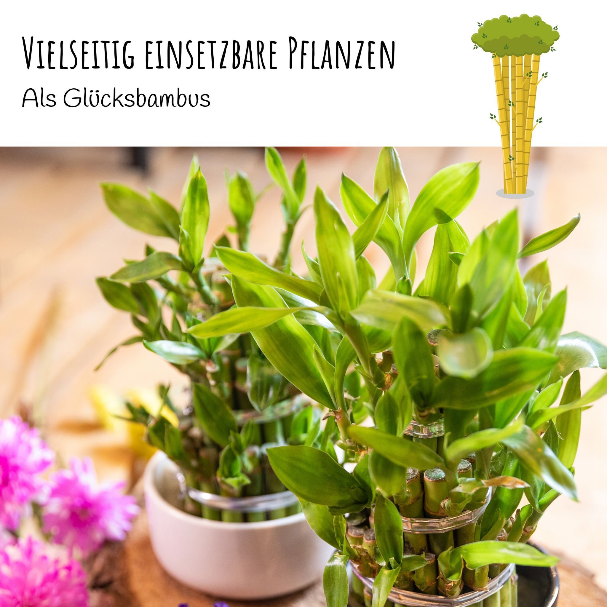 HappySeed Blumensamen Kalkuttabambus Samen - Dendrocalamus strictus, Bambus – Bild 4 von 5
