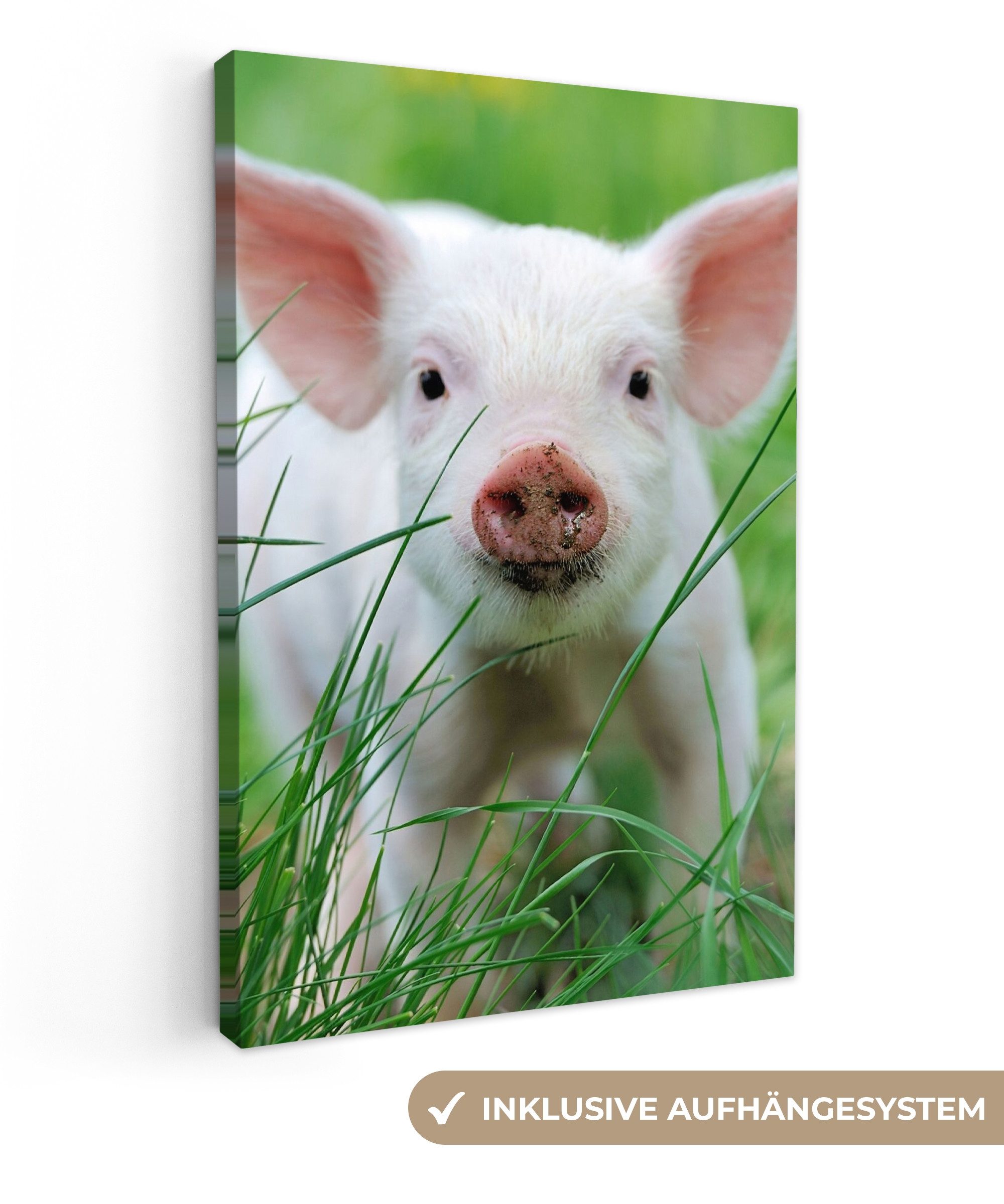 OneMillionCanvasses® Leinwandbild Schwein - Tiere - günstig online kaufen