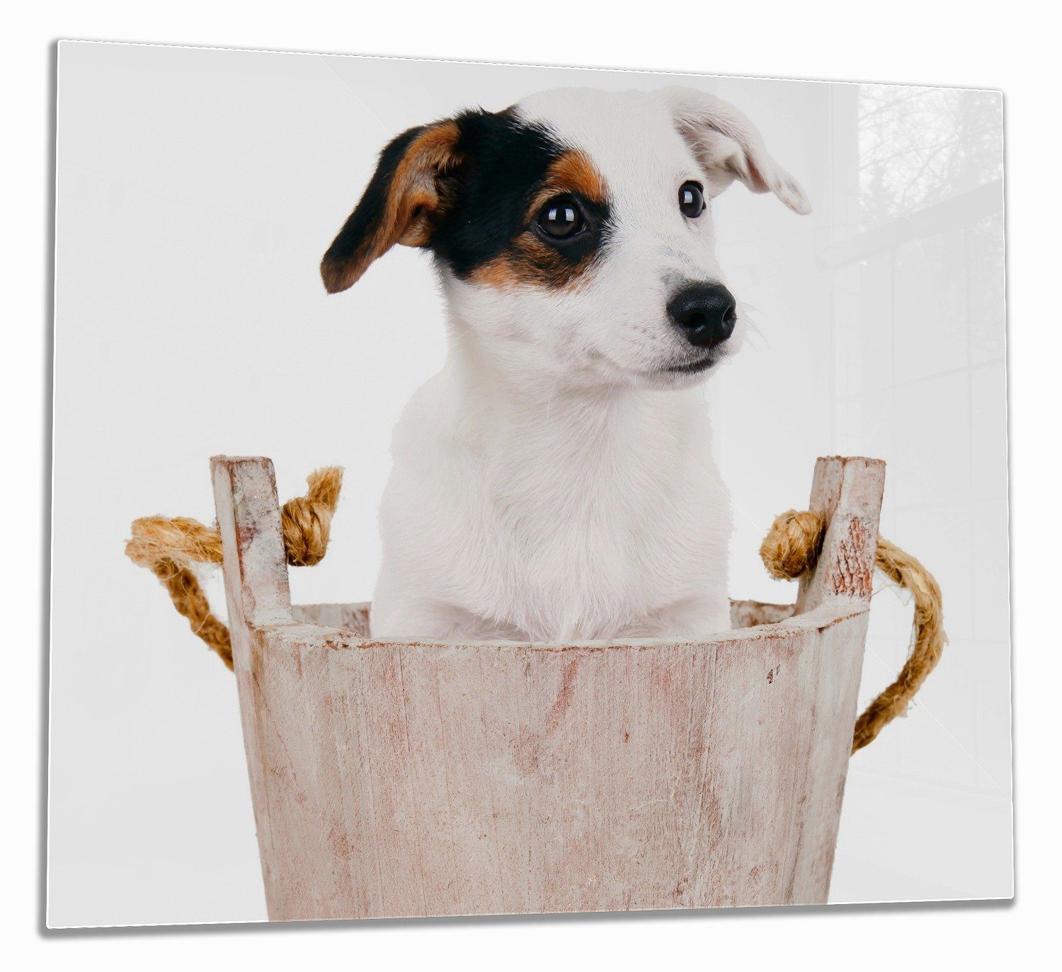 Wallario Herd-Abdeckplatte Hunde-Welpe Jack Russel Terrier in einem Holzeimer, ESG-Sicherheitsglas, (Glasplatte, 1 tlg., inkl. 5mm Noppen), verschiedene Größen