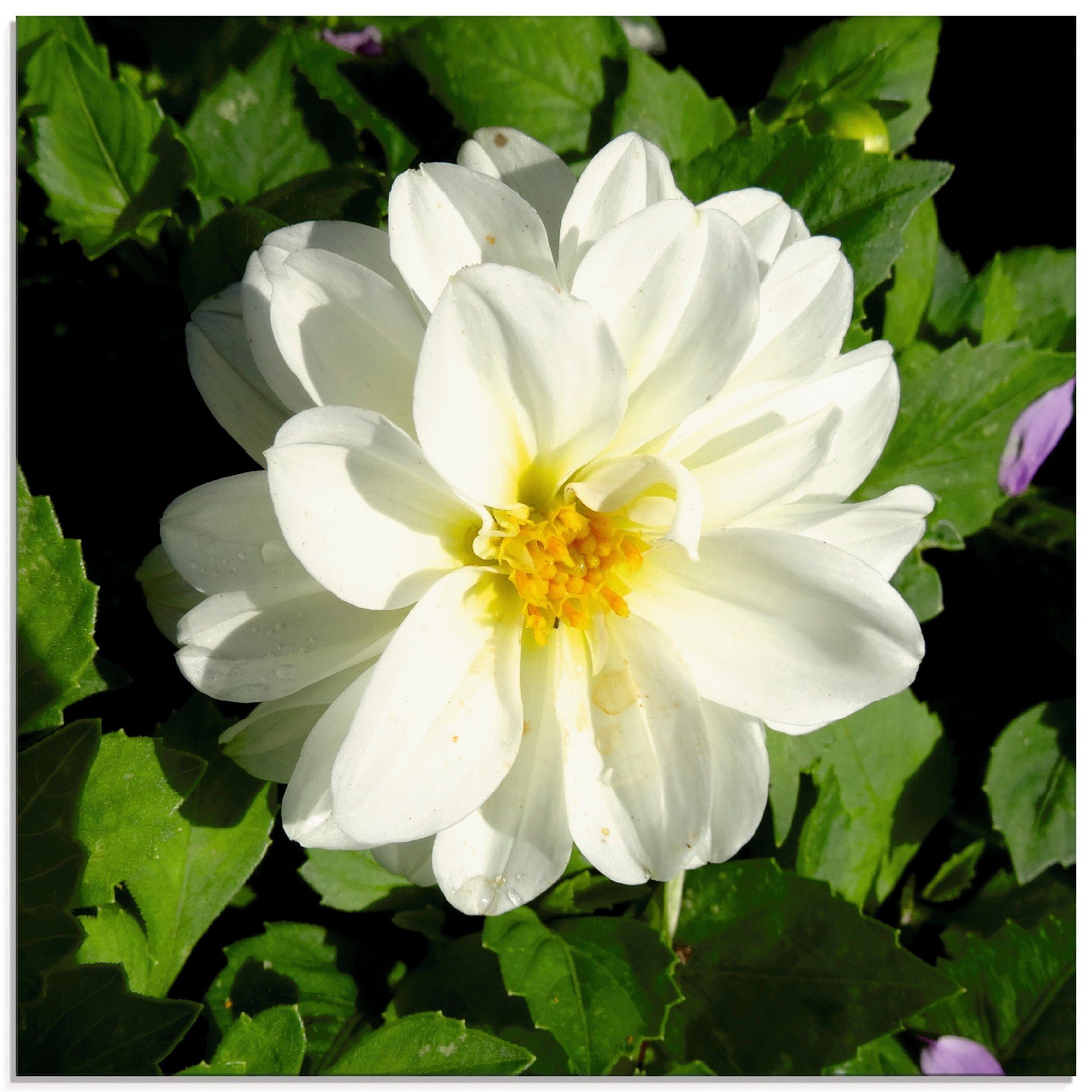 (1 Weiße Artland verschiedenen in Glasbild Dahlienblüte, Größen Blumen St),