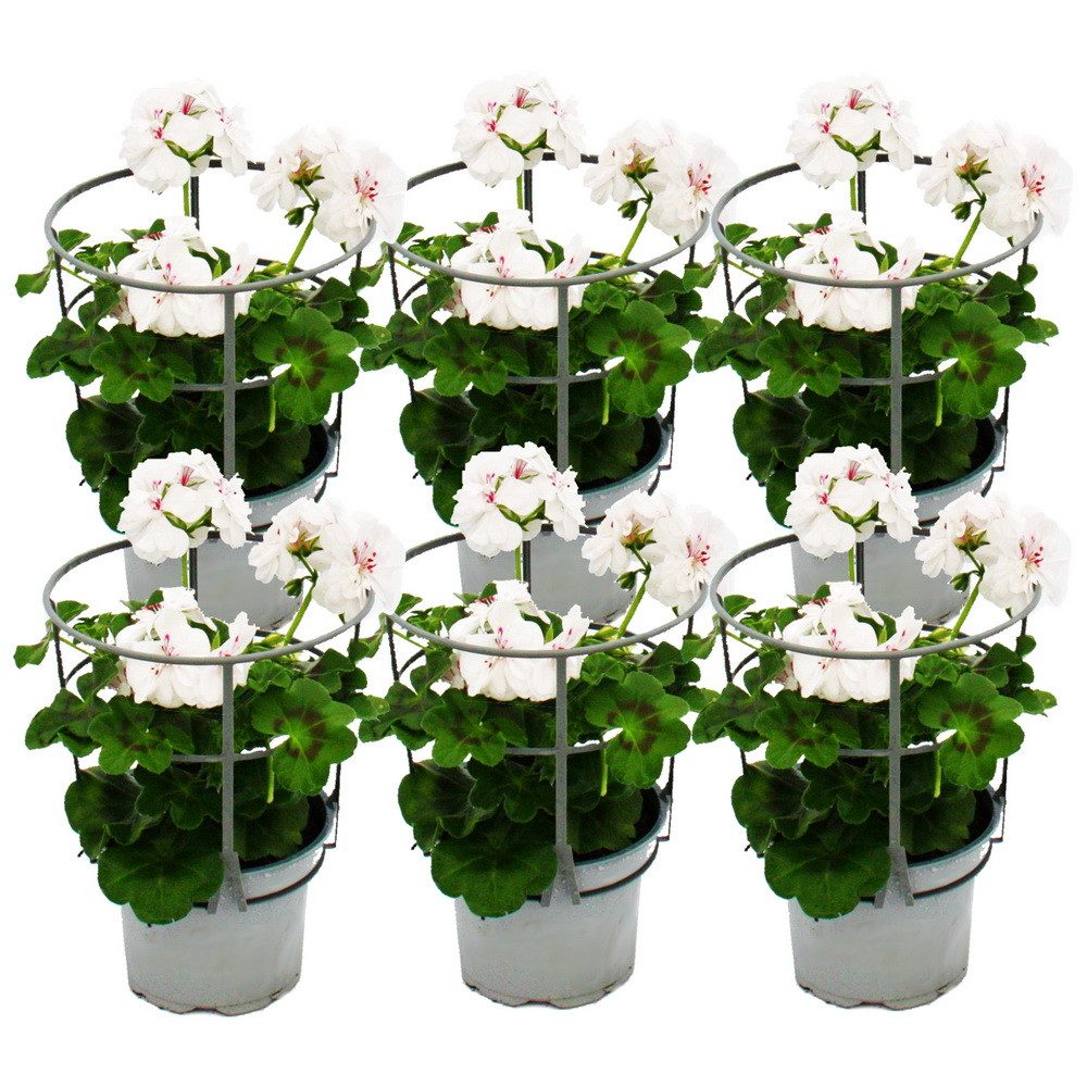 Exotenherz Beetpflanze Geranien hängend Pelargonium ver. Farben 12cm Topf Set mit 6 Pflanzen