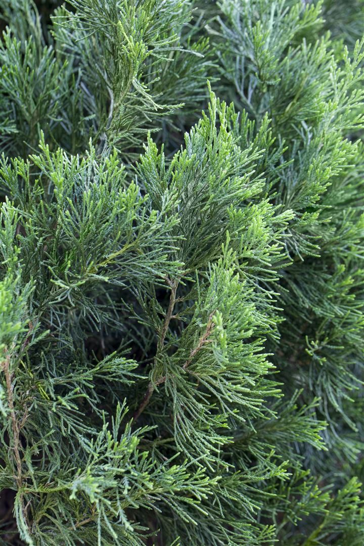 Pflanzen für Dich Konifere Juniperus chinensis Spartan, 1 St., Chinesischer Wacholder, säulenförmig, immergrün