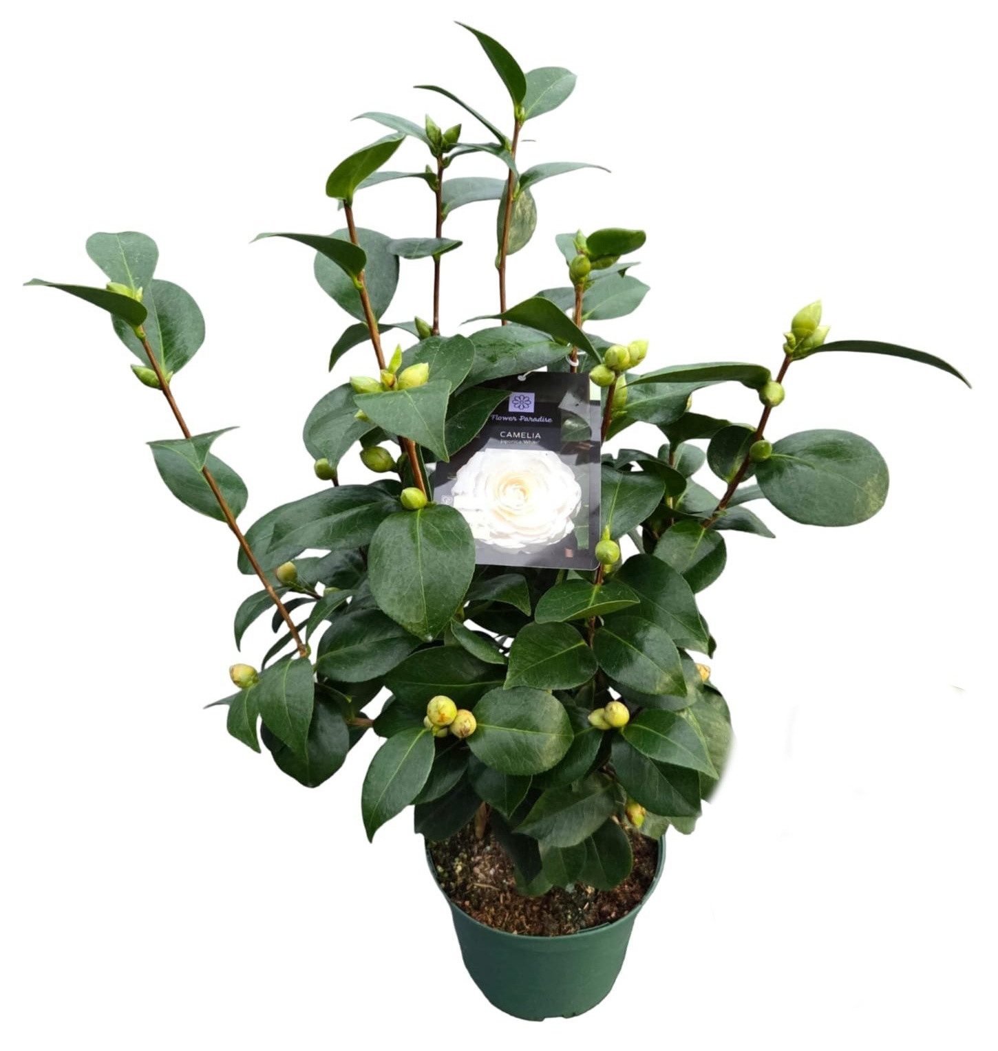 meinvipshop Topfpflanze Camellia japonica White Kamelie weiß 40 cm