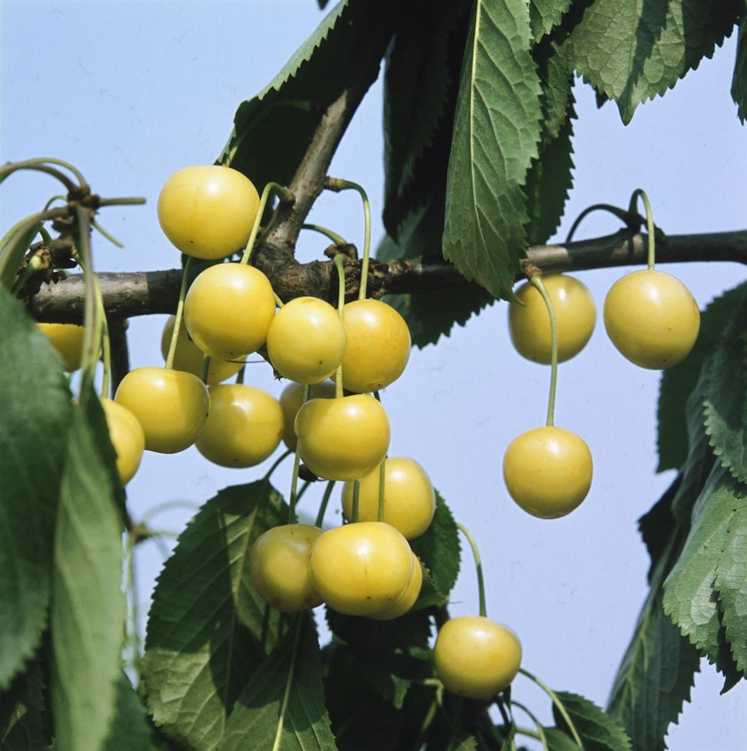 Pflanzen für Dich Obstpflanze Prunus avi. Döniss.Gelbe Knorpelk., 1 St., Dönissens Gelbe Knorpelkirsche, Süßkirsche, gelbe Früchte, süßaromatisch