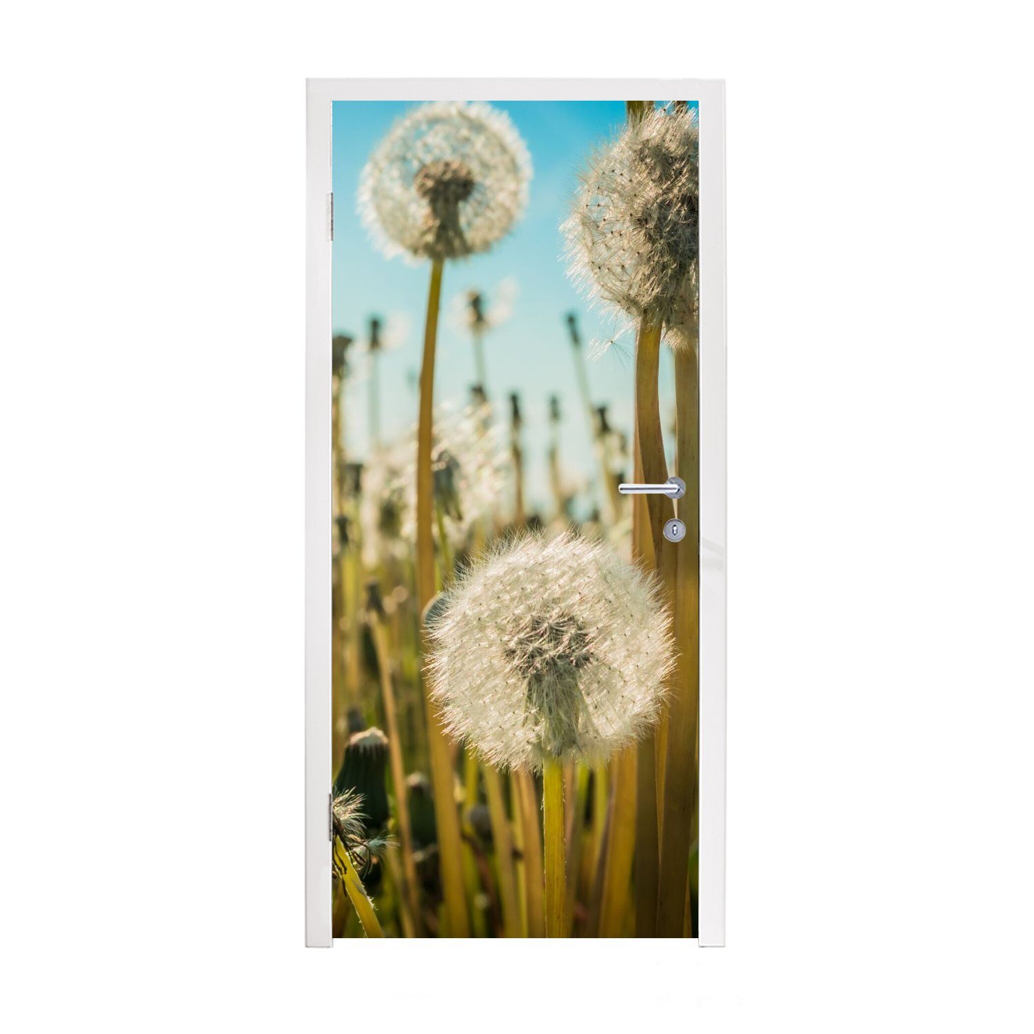 75x205 Blumen (1 Gras, Türaufkleber, cm Matt, St), bedruckt, - - für MuchoWow Tür, Fototapete Löwenzahn Türtapete