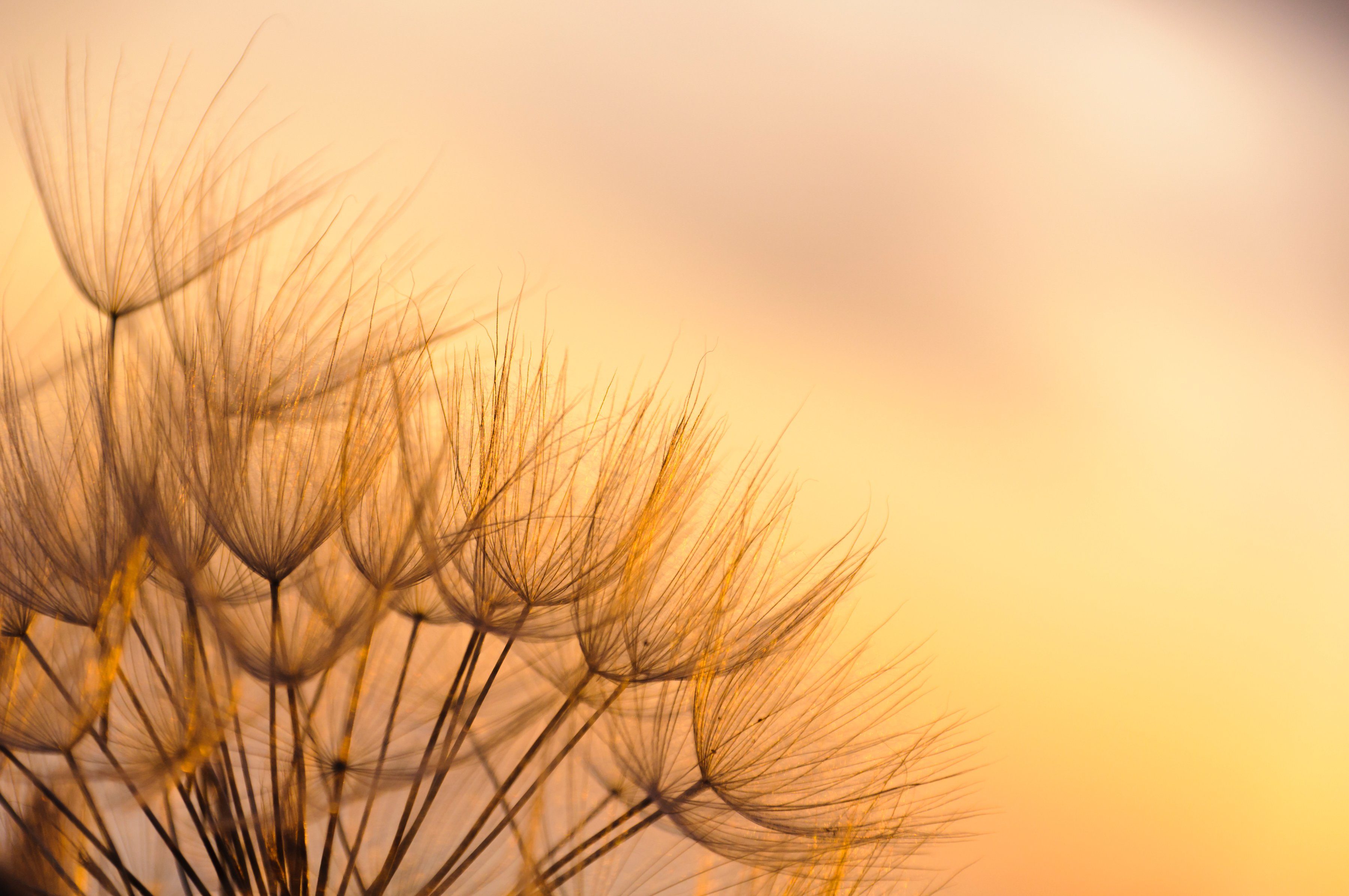 Papermoon Fototapete »Dandelion Sunset«, glatt-Otto