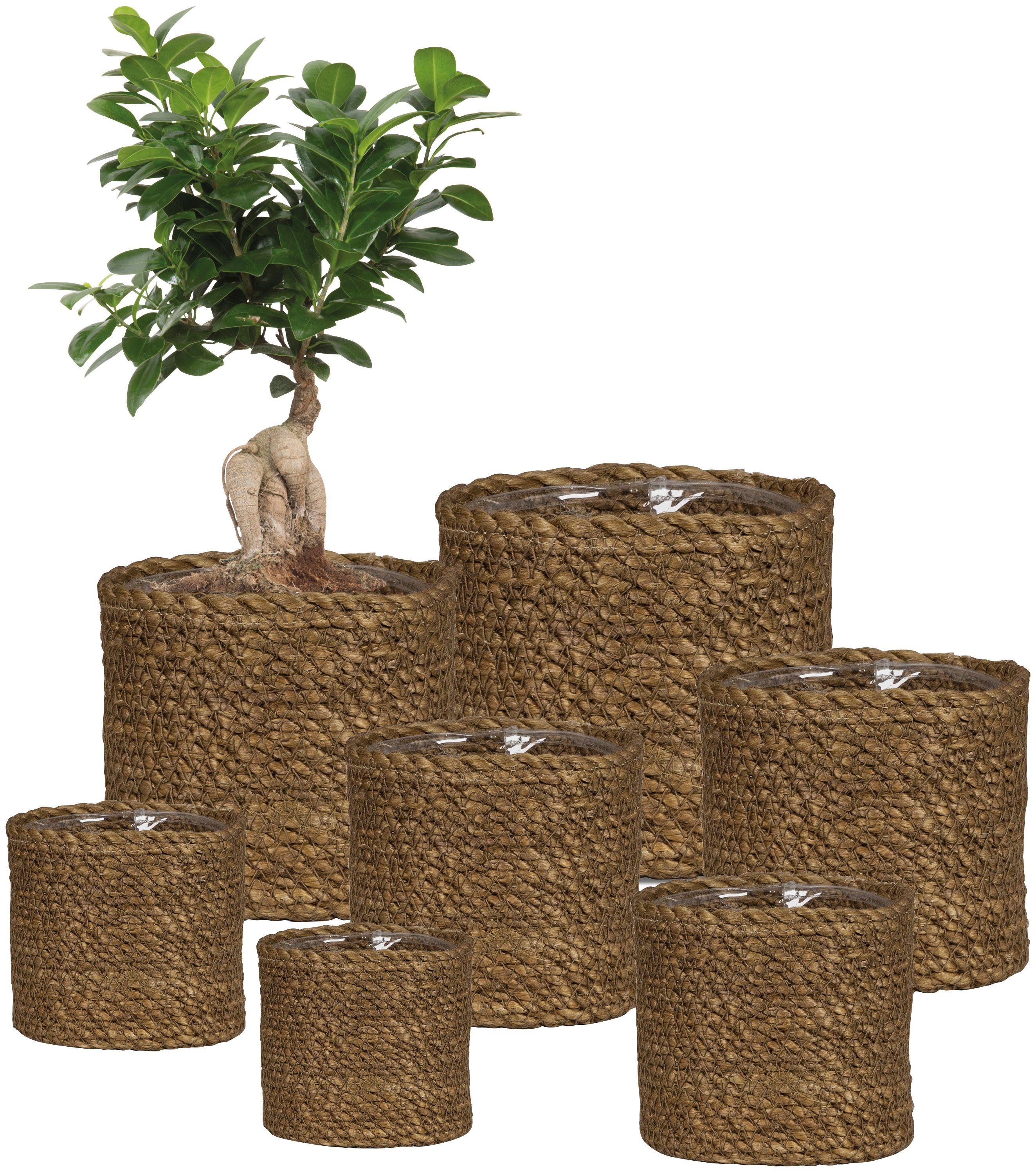 Scheurich Blumentopf brown 22/508