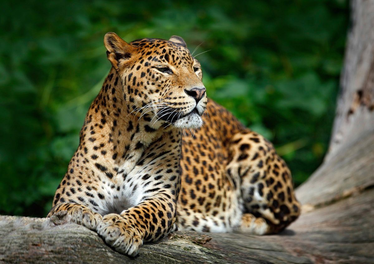 Papermoon Fototapete Leopard