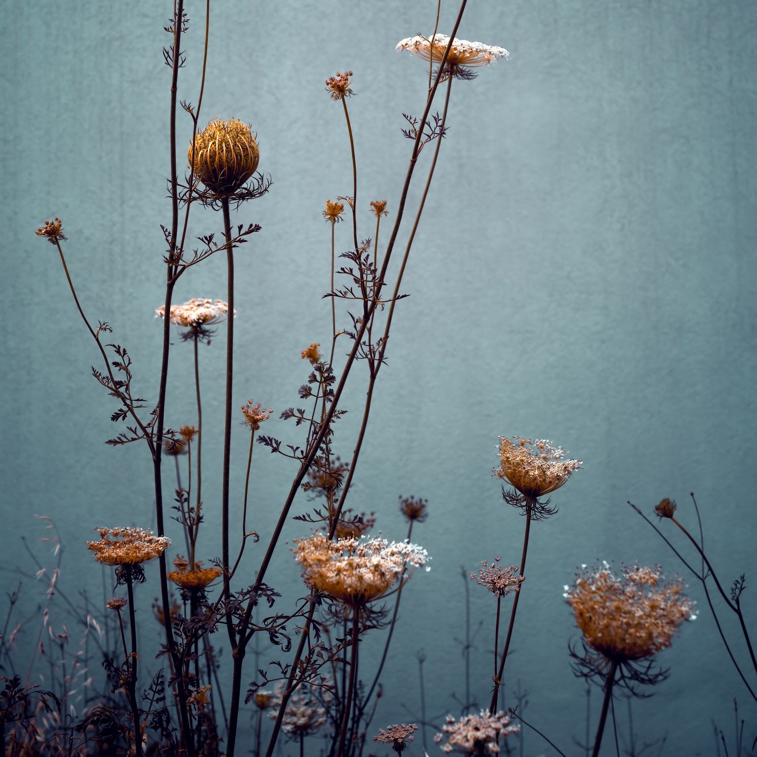 Wallario Möbelfolie Filigrane Wildblumen