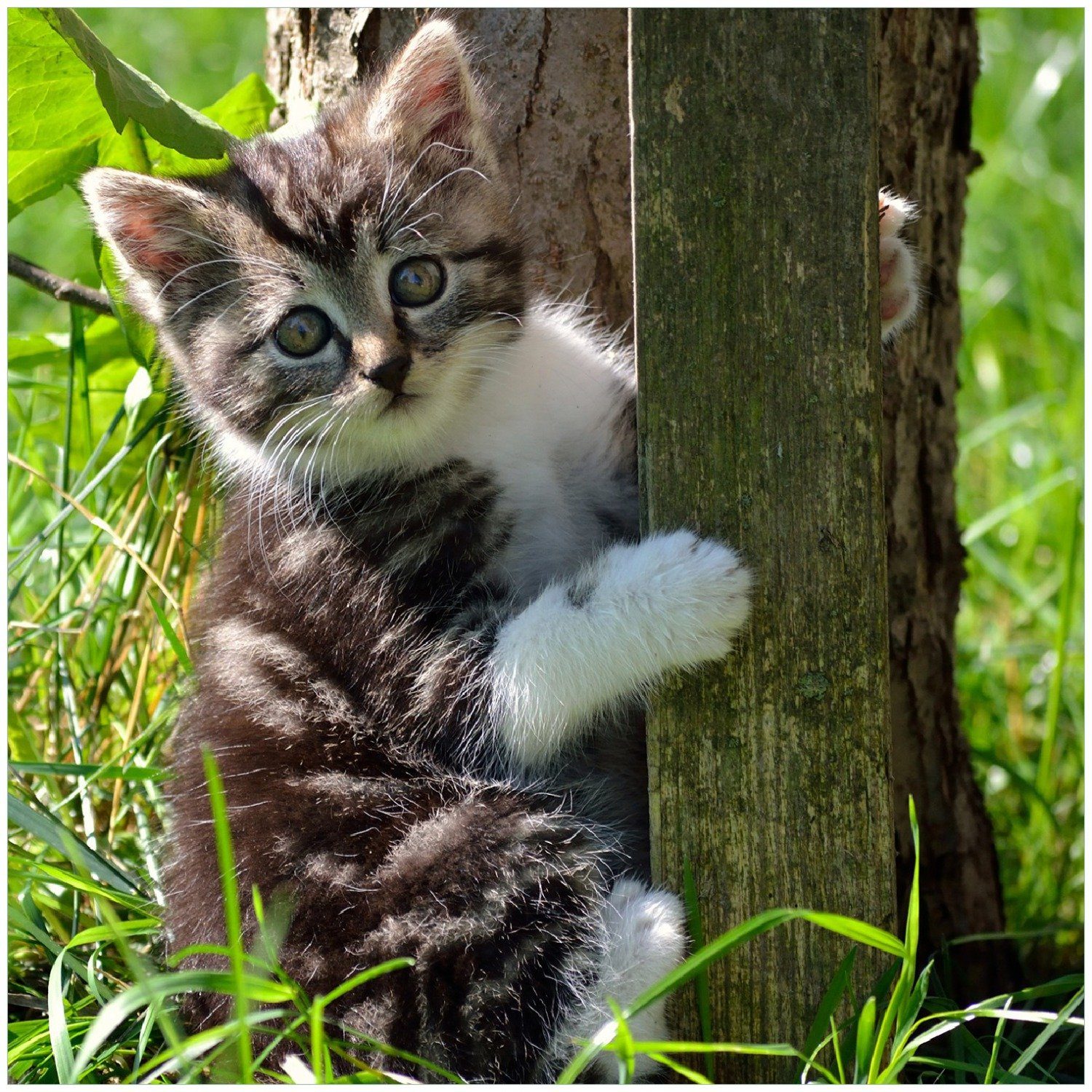 Wallario Memoboard Süßes Kätzchen an einem Baum