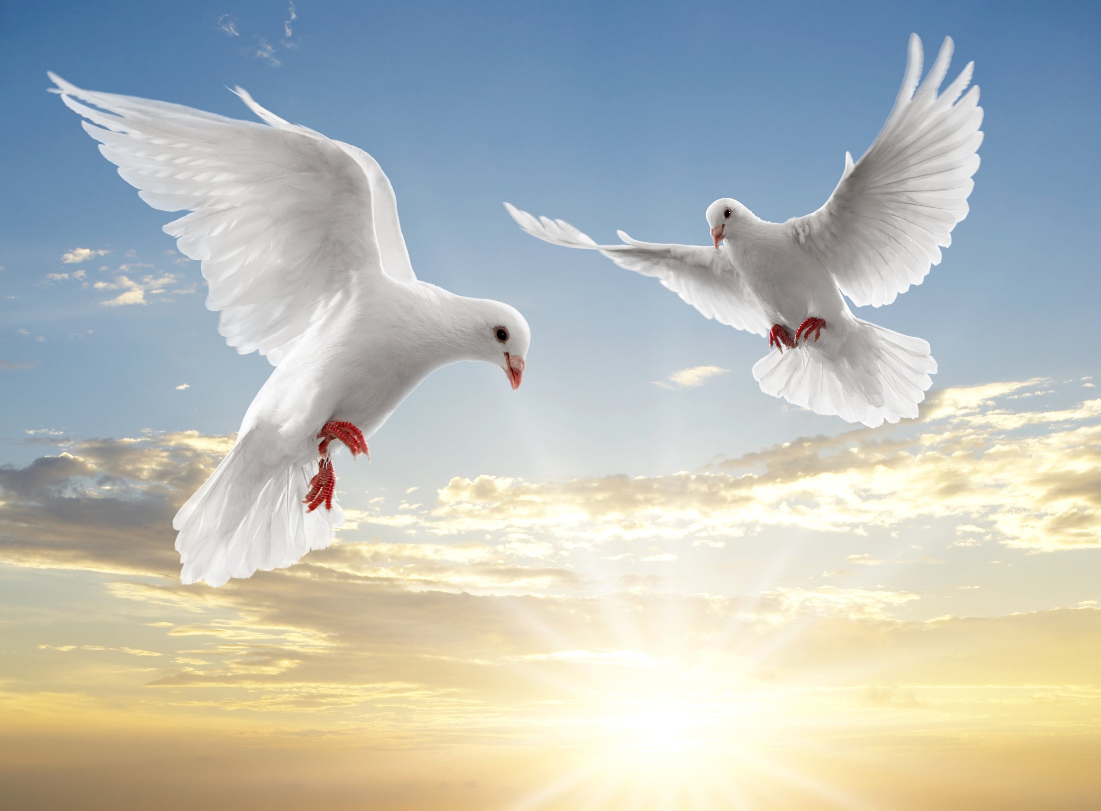 Papermoon Fototapete »White Doves«, glatt-Otto