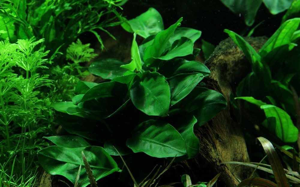 Aquaone Wasserpflanze Aquarium Pflanze Anubias barteri nana Nr.301