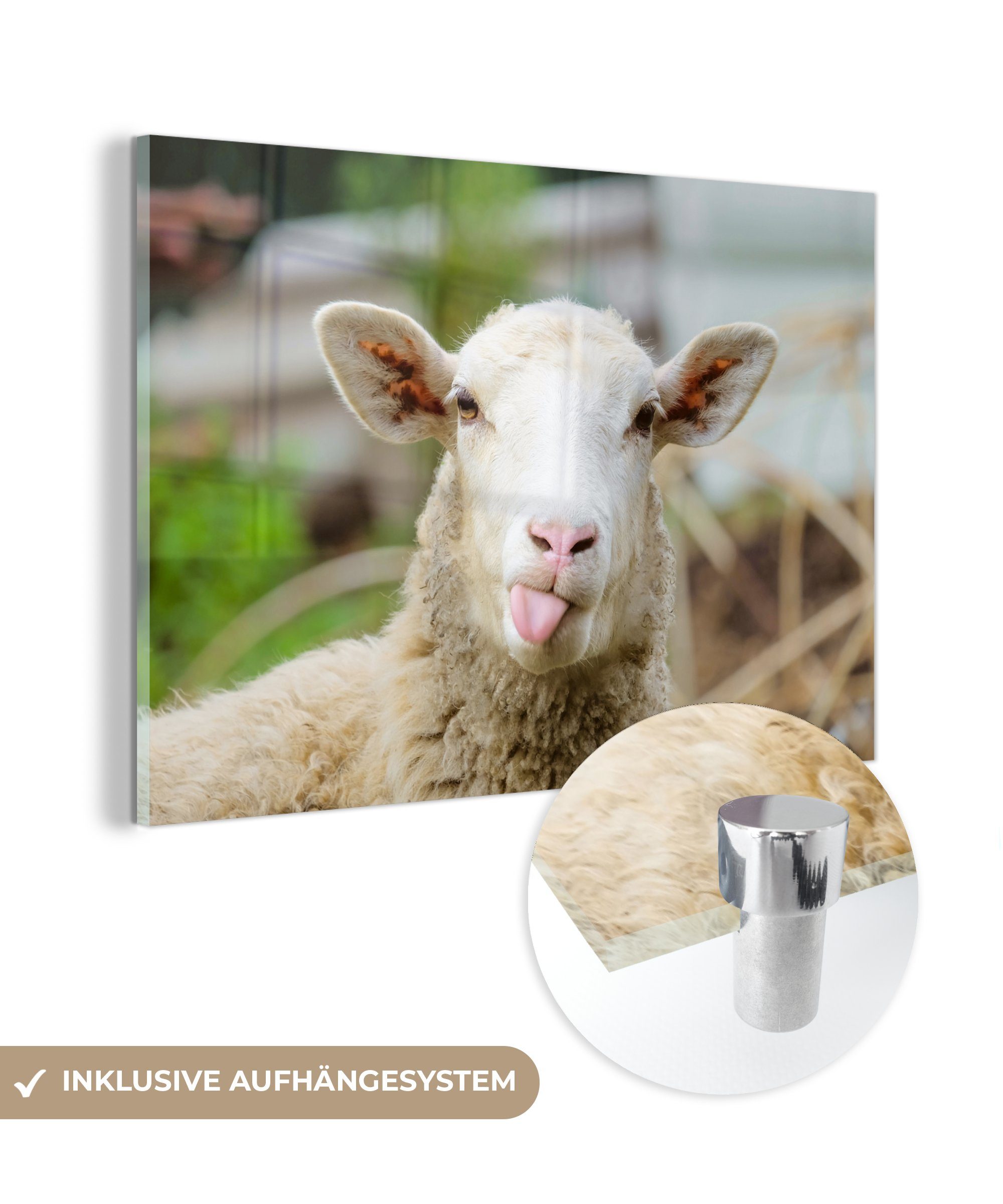 MuchoWow Acrylglasbild Schafe - Tiere - Wolle, (1 St), Glasbilder - Bilder auf Glas Wandbild - Foto auf Glas - Wanddekoration