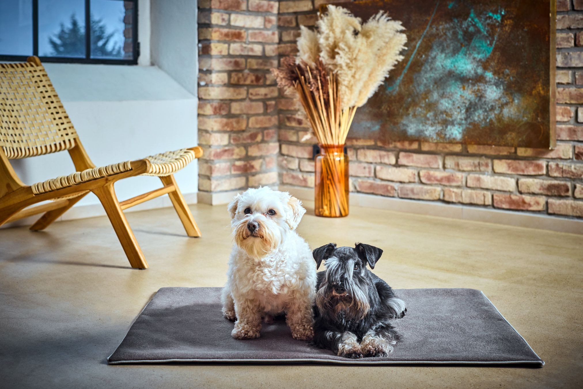 Laboni Tierbett Laboni Hundedecke BUFFALO - Reisedecke Multifunktions-Decke für Hunde