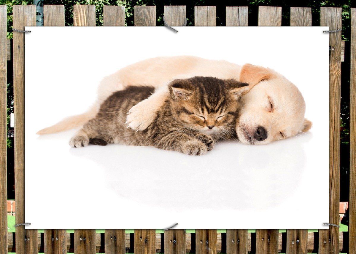 Thumbnail - Wallario Sichtschutzzaunmatten Katze und Hund in Harmonie - Kuschelnde Tiere