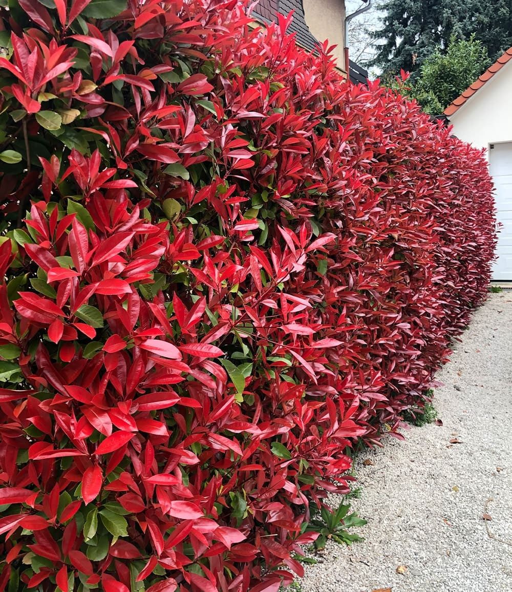 BALDUR Garten Hecken Photinia-Hecke 'Red Robin', 1 St., Glanzblattmispel, immergrün,winterhart, mehrjährig