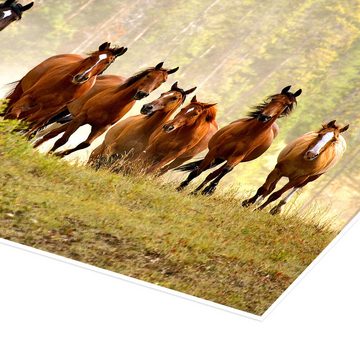 Posterlounge Poster Adam Jones, Pferde auf einer Waldlichtung, Fotografie