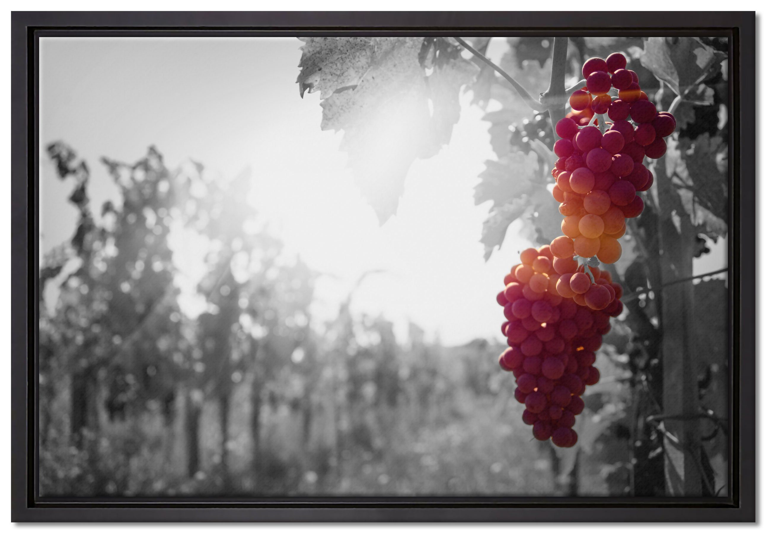 Pixxprint Leinwandbild wunderschöne Weintrauben an Rebe, Wanddekoration (1 St), Leinwandbild fertig bespannt, in einem Schattenfugen-Bilderrahmen gefasst, inkl. Zackenaufhänger