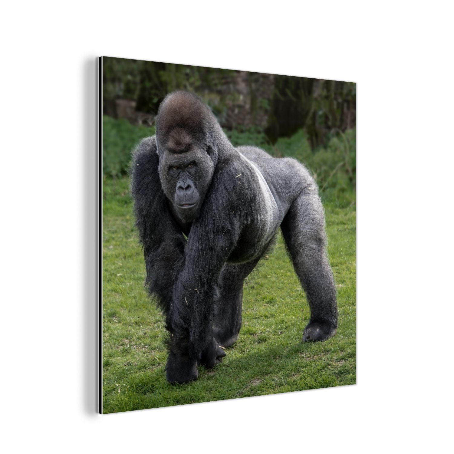 MuchoWow Metallbild Ein Gorilla geht St), seinen deko auf Gemälde Metall, Aluminium (1 Beinen, Alu-Dibond-Druck, Händen und aus