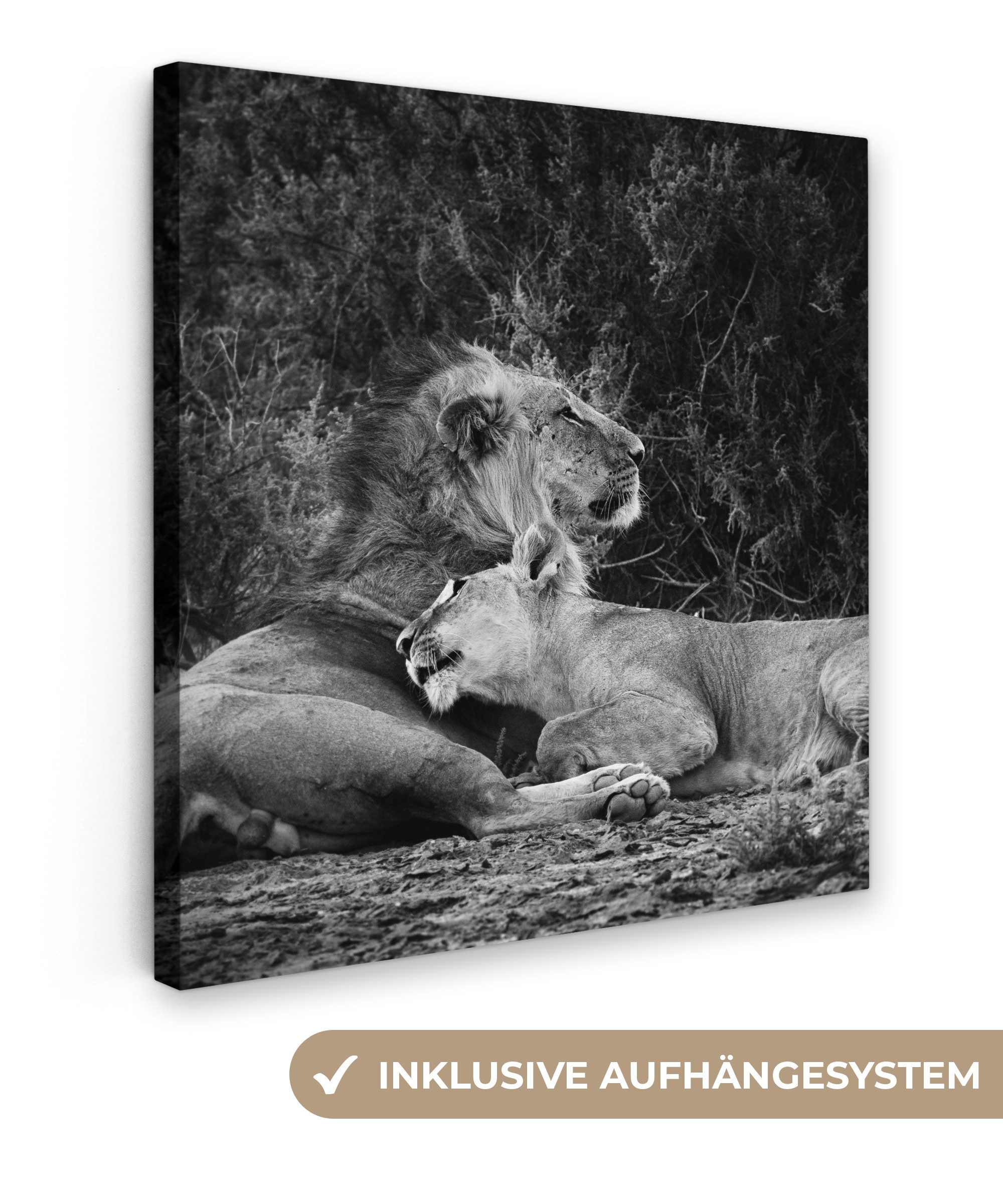 OneMillionCanvasses® Leinwandbild Löwen - Schwarz - Wilde Tiere, Fotodruck (1 St), Wandbild, Deko Schlafzimmer Wohnzimmer Flur 20x20 cm