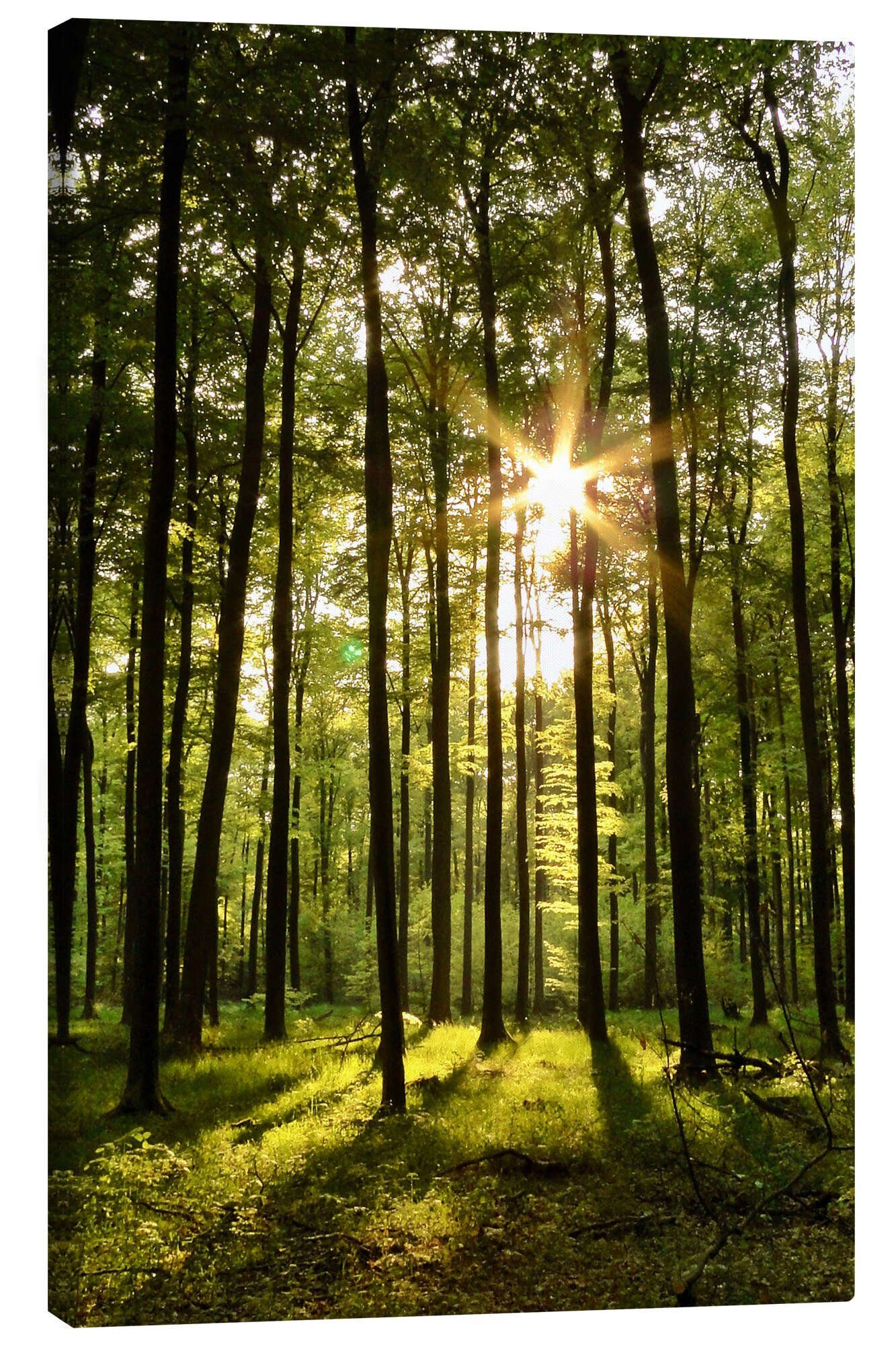Posterlounge Wandbild Wald im Sonnenuntergang, Renate Knapp, erhältlich als Poster, Leinwandbild, Wandsticker oder Acrylglasbild