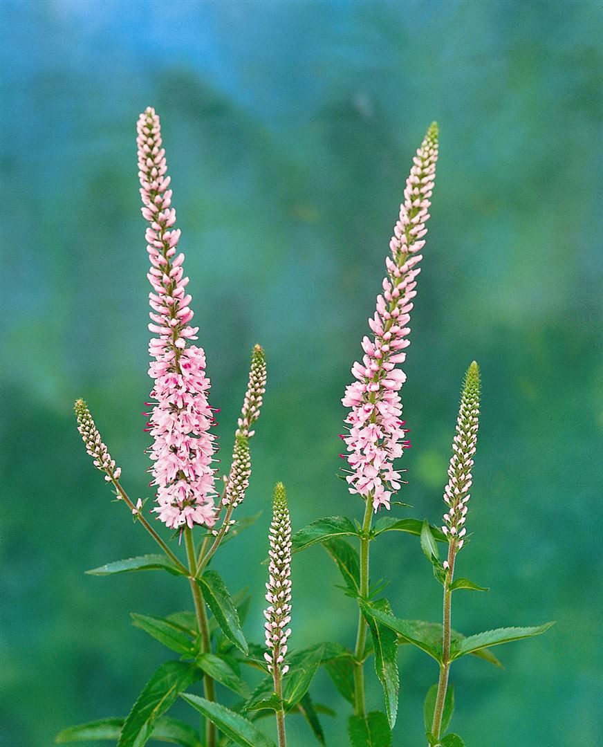 Pflanzen für Dich Staude Veronica longifolia 'Pink Damask', 1 St., Langblättriger Ehrenpreis, Ehrenpreis – Bild 3 von 3