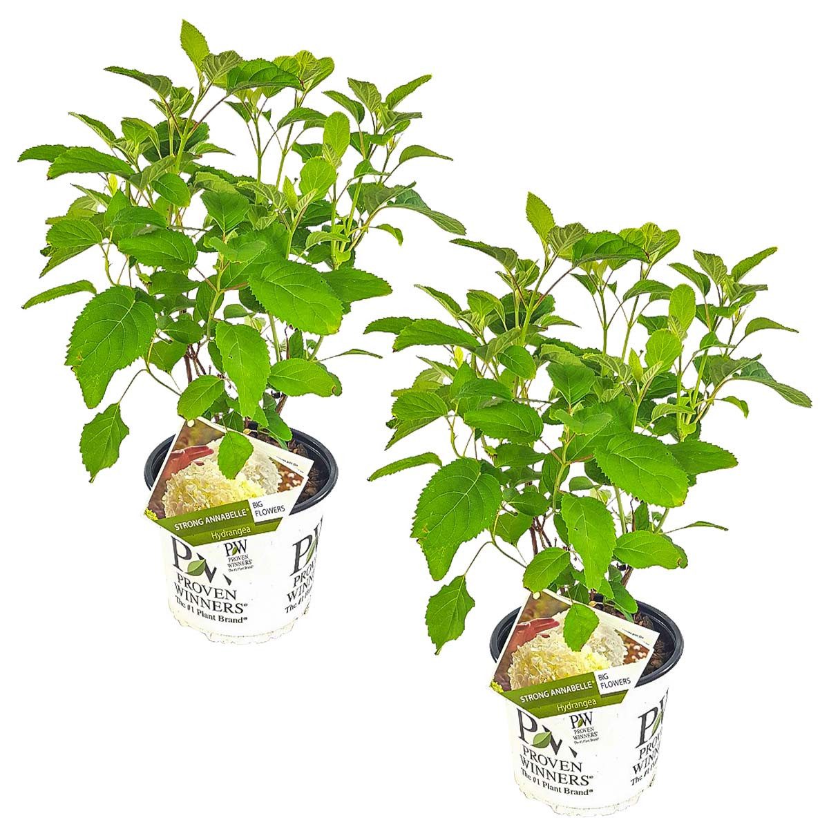 Bloomique Beetpflanze Bloomique - 2er-Set - Hydrangea Strong Annabelle - Hortensie - Weiß -, 2 St.