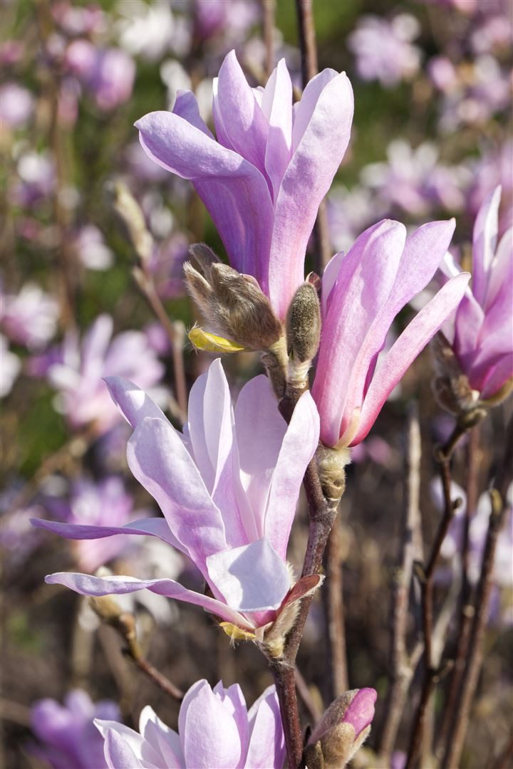 Pflanzen für Dich Gehölze Magnolia liliiflora Susan, 1 St., Purpur-Magnolie, Tulpen-Magnolie