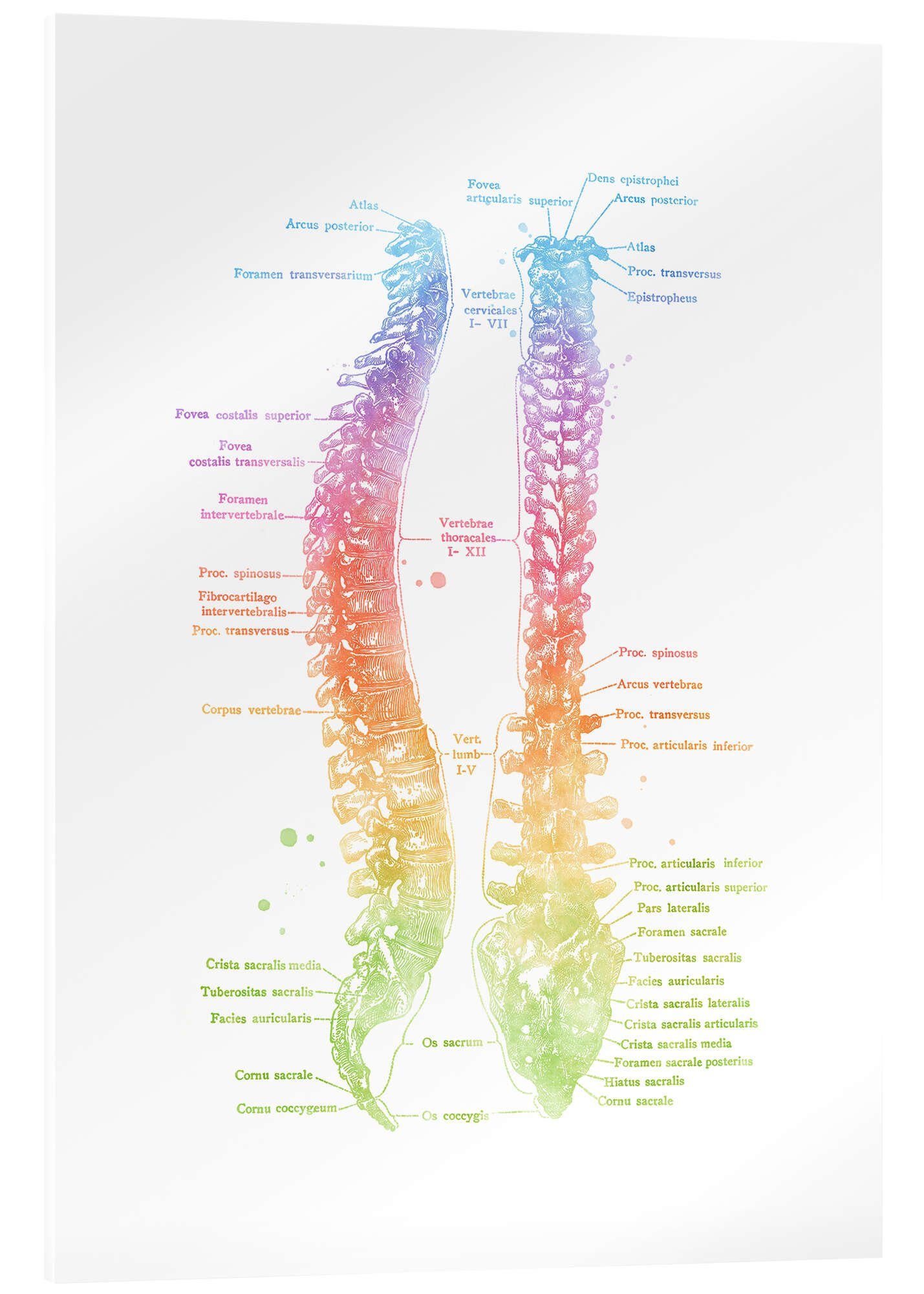 Posterlounge Wandbild Regenbogen-Wirbelsäule, beschriftet, Mod Pop Deco, erhältlich als Poster, Leinwandbild, Wandsticker oder Acrylglasbild