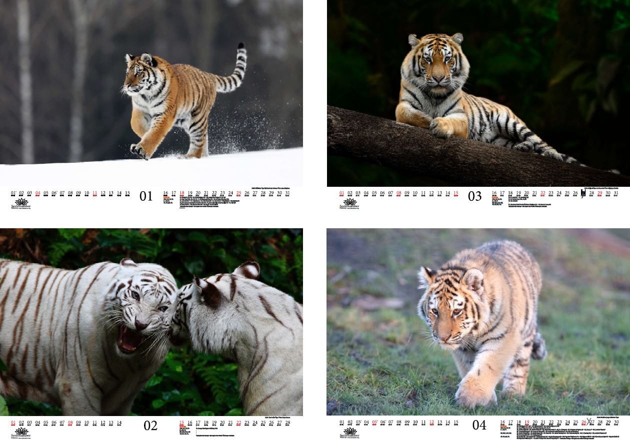 Thumbnail - Seelenzauber Wandkalender Tigerzauber DIN A3 Kalender für 2026 Tiger - Seelenzauber
