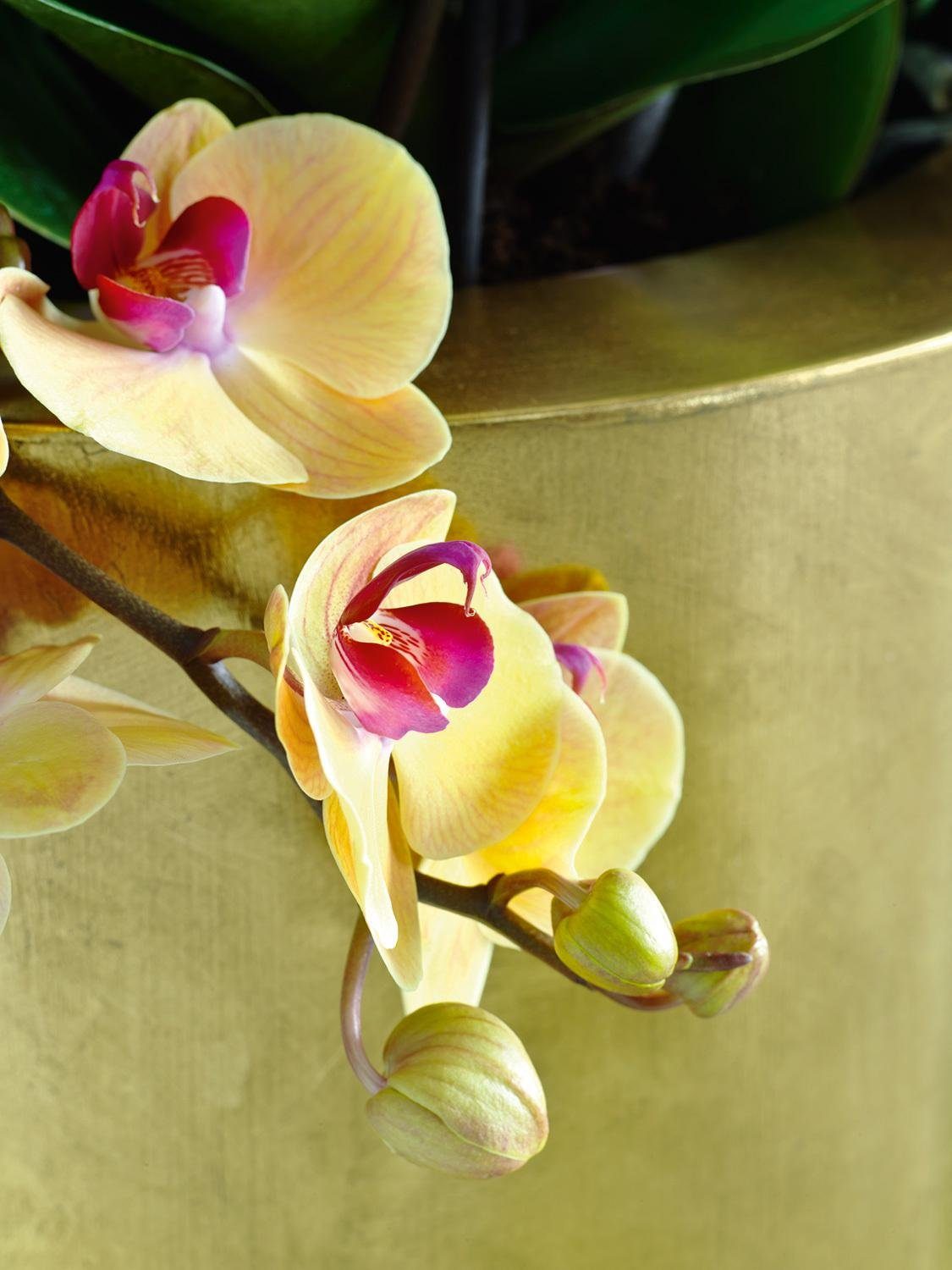 fleur ami Pflanzkübel Pandora Bodenvase, Ø 50 cm, Höhe 125 cm, gold leaf