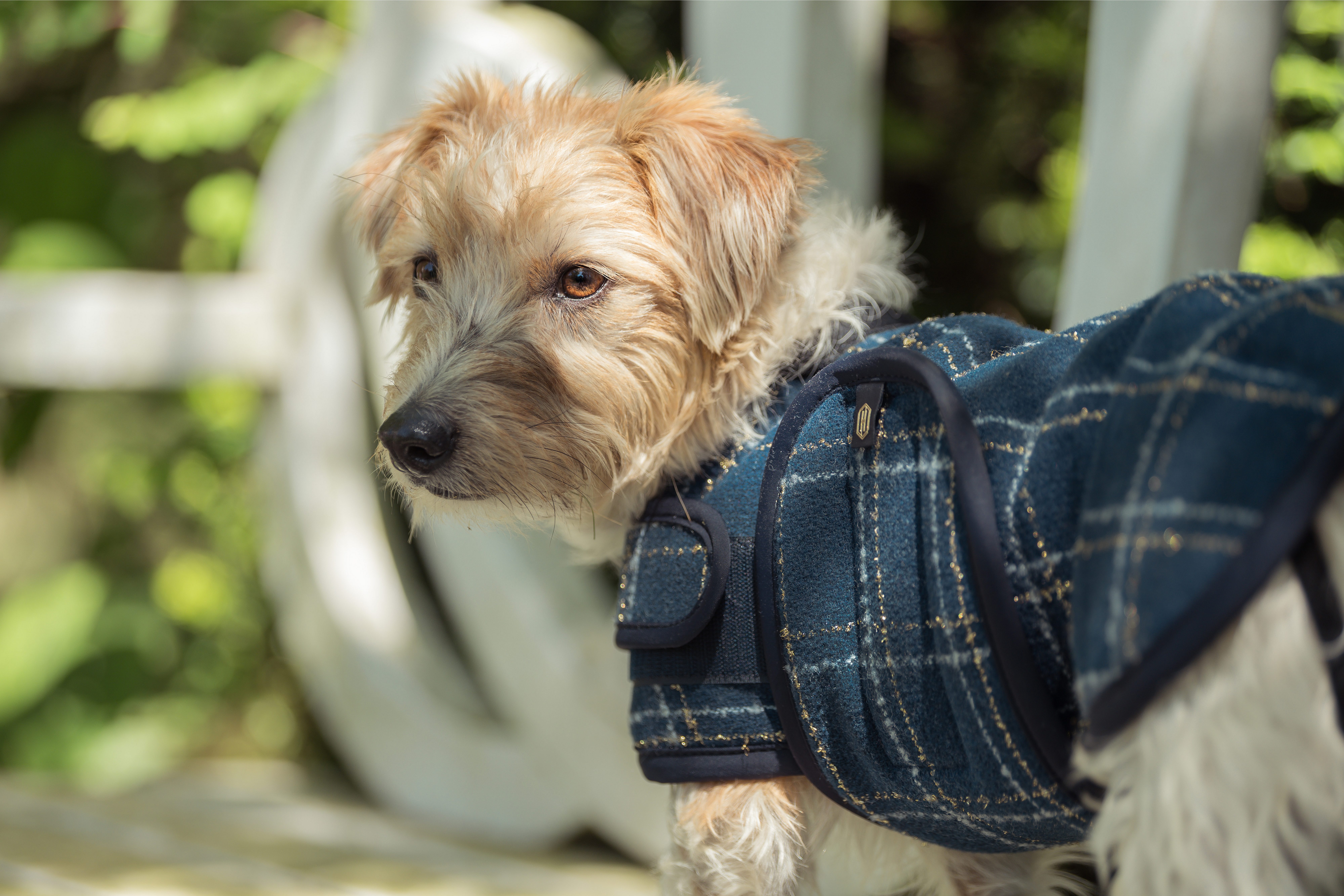 Eskadron Hundemantel Hundemantel Heritage Bouclé in navy