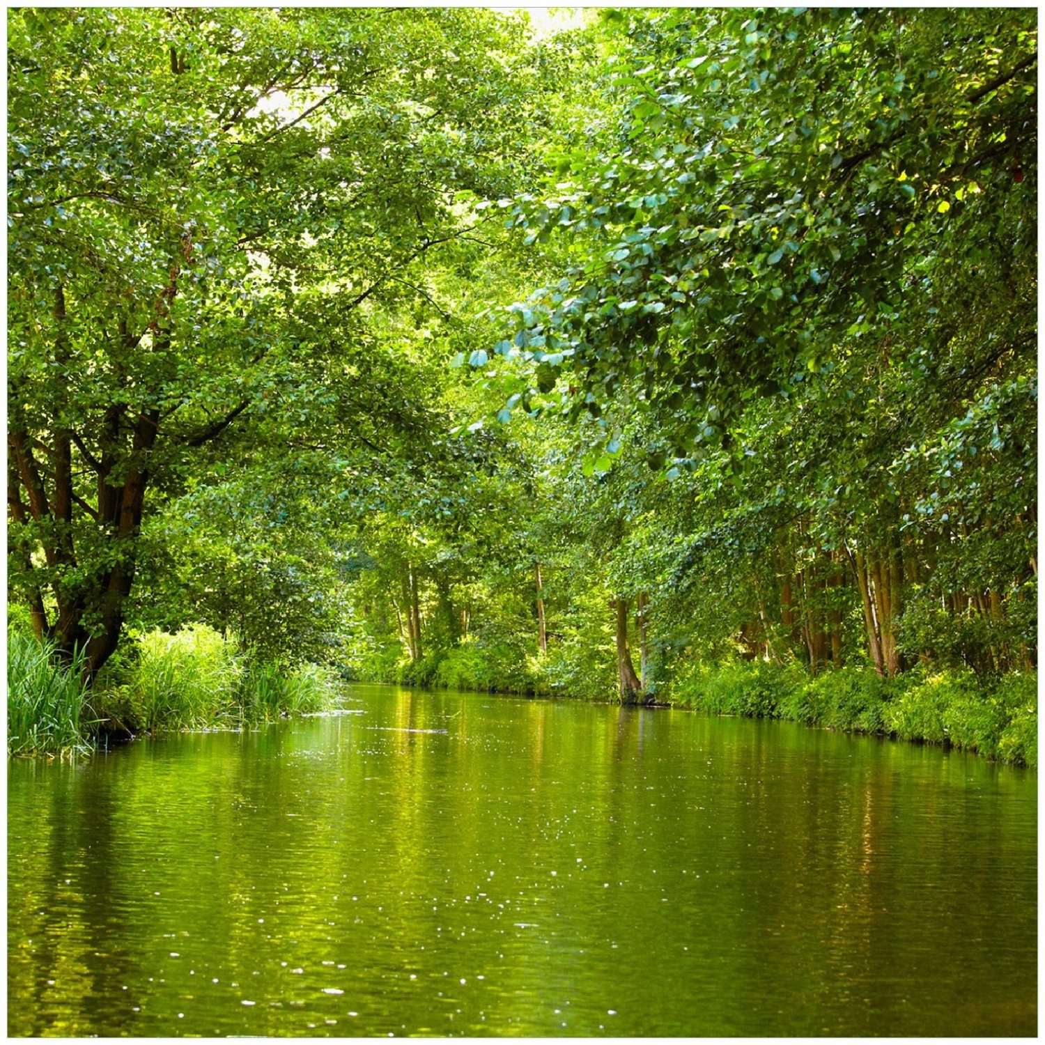 Wallario Memoboard Spreewald in Brandenburg grüne Wälder und Spiegelungen im Wasser