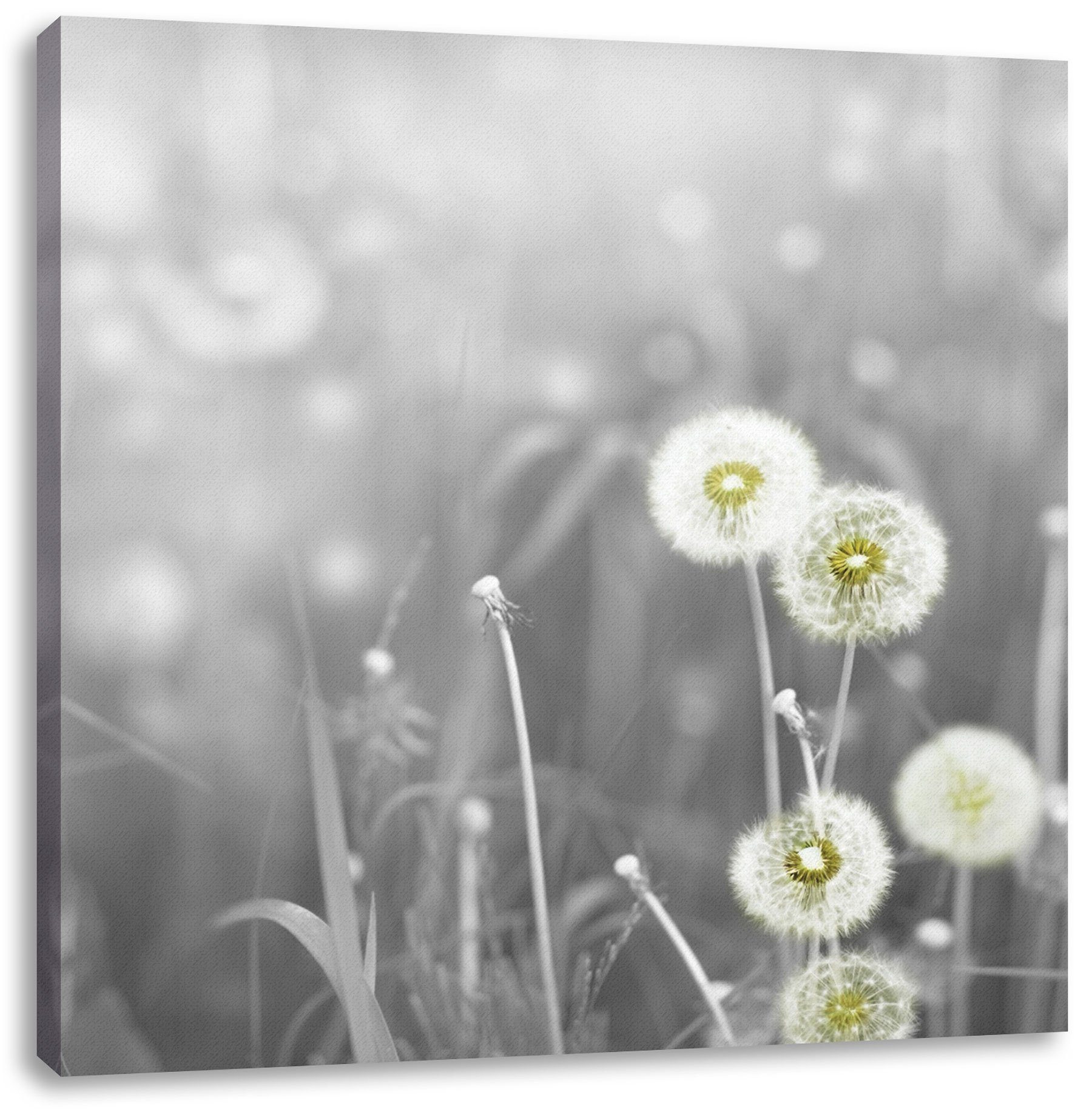 Pusteblumen (1 Leinwandbild wunderschöne fertig Pusteblumen, bespannt, Zackenaufhänger Pixxprint St), inkl. wunderschöne Leinwandbild