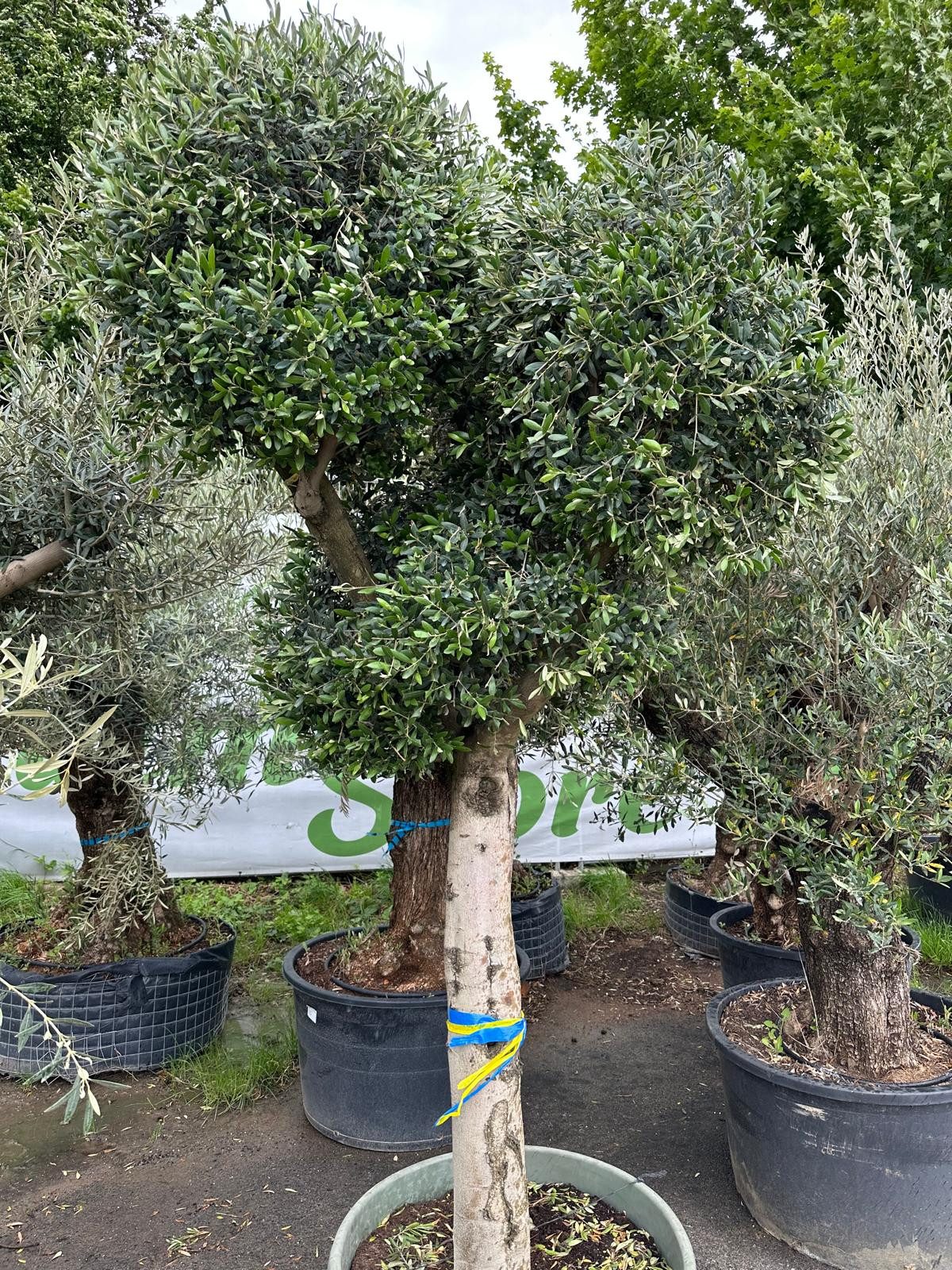 Palms-Store Olivenbaum Kugelbaum ca. 80 Jahre Alt Winterhart bis -17 °C Höhe ca. 250 cm, Qualität aus Spanien