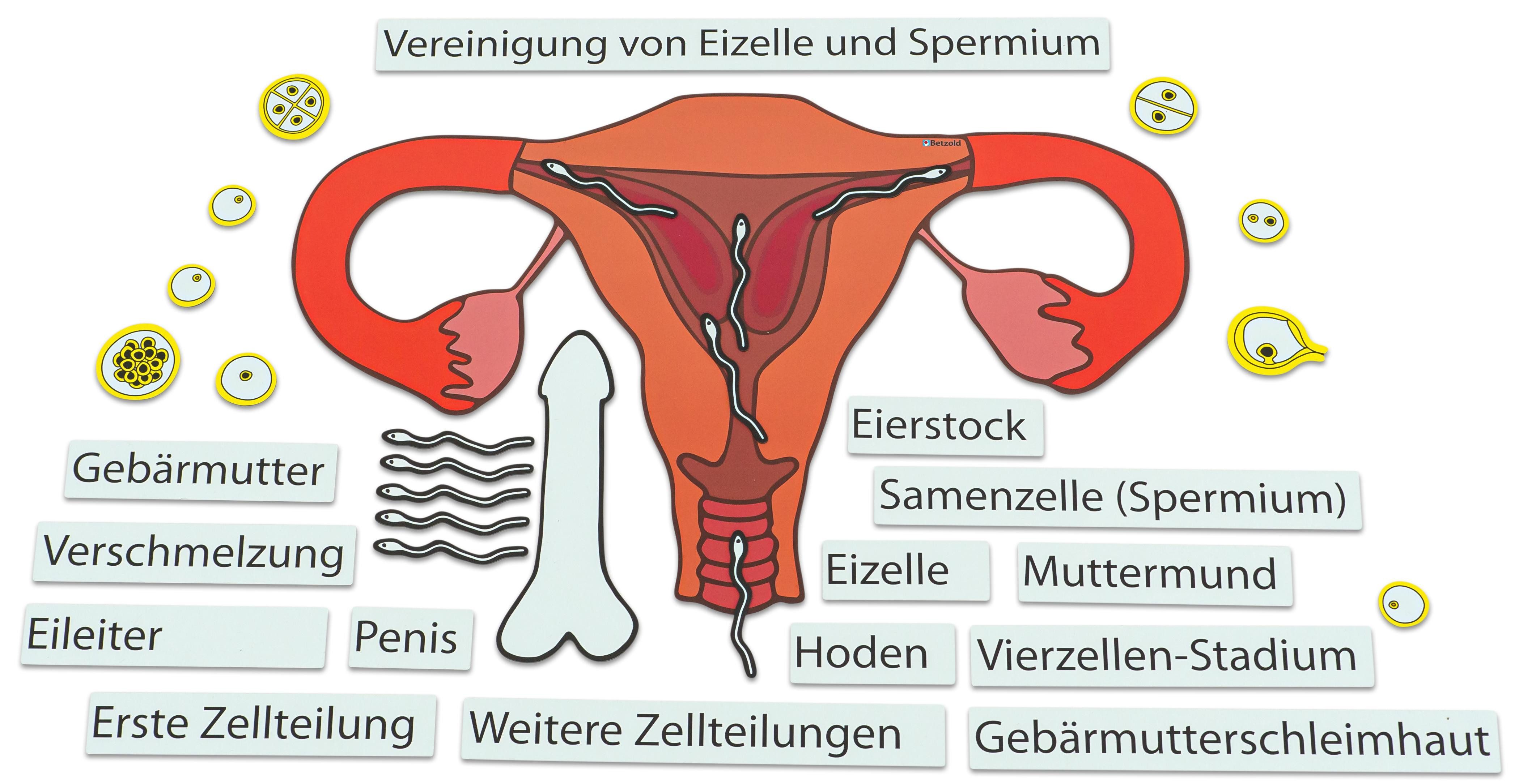 Betzold Magnettafel Ein Kind entsteht