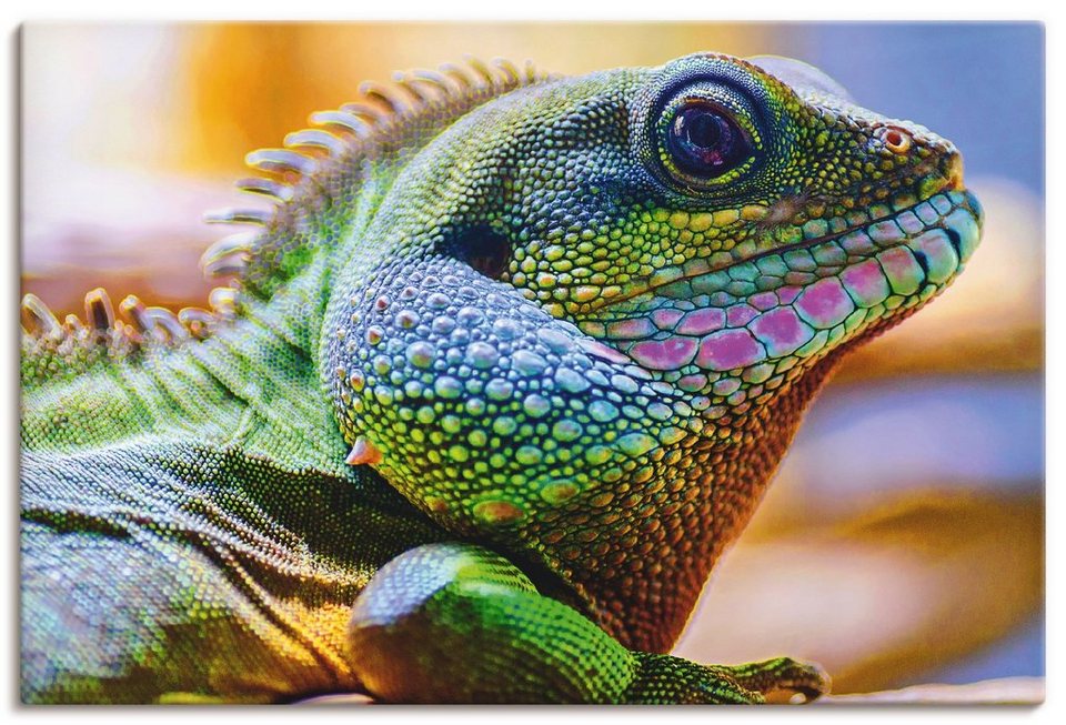 Artland Wandbild Farbiger Kopf eines Leguan, Reptilien (1 St), als Alubild,  Leinwandbild, Wandaufkleber oder Poster in versch. Größen