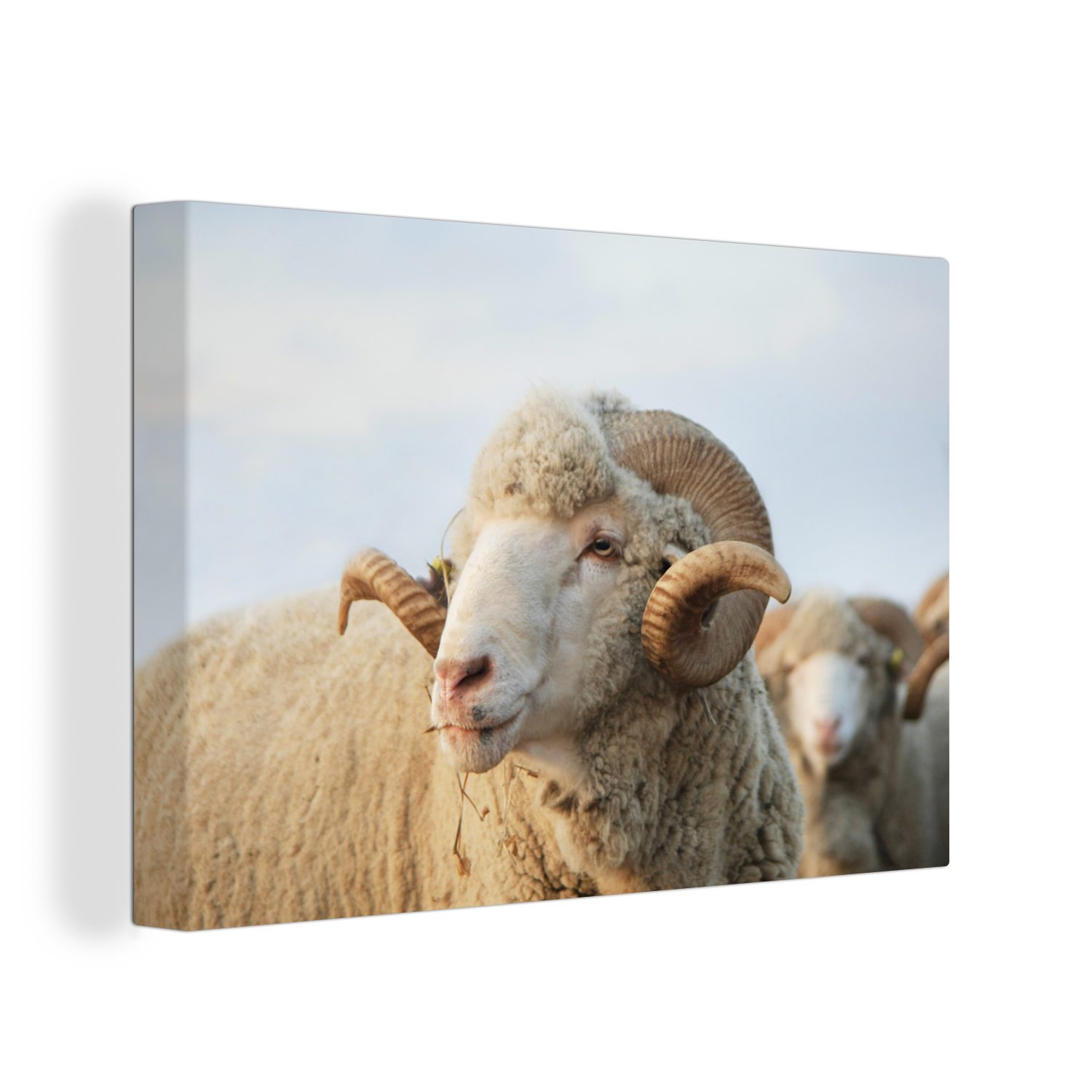 Leinwandbilder, Widder - (1 Schafe OneMillionCanvasses® Aufhängefertig, Leinwandbild Wanddeko, St), 30x20 Hörner, cm - Wandbild
