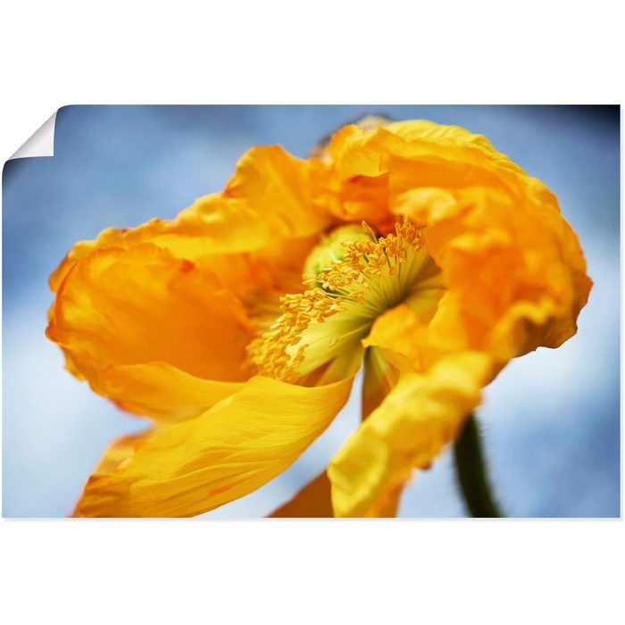 Artland Wandbild Gelbe Mohnblüte Blumenbilder (1 St) als Alubild Leinwandbild Wandaufkleber oder Poster in versch. Größen