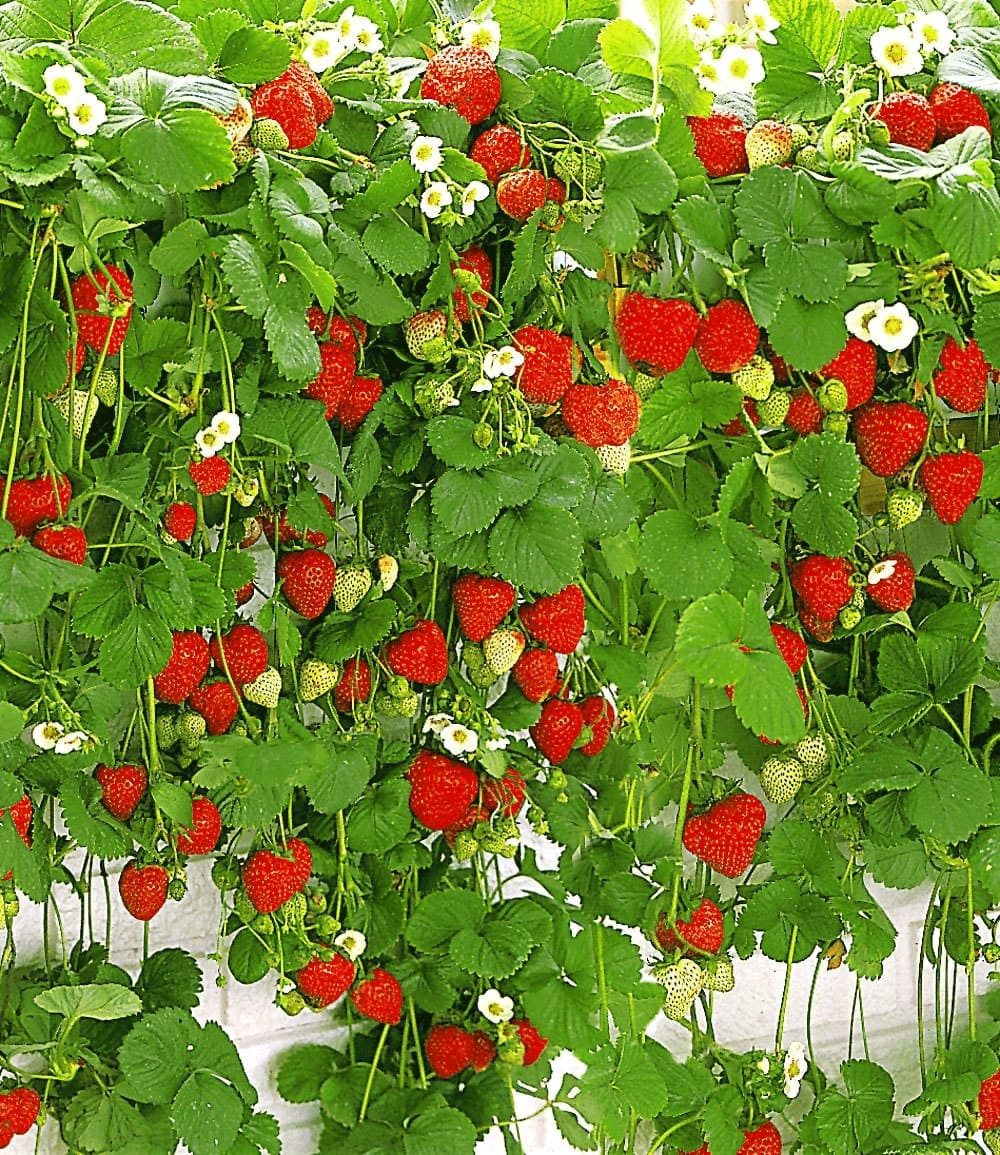 BALDUR Garten Obstpflanze Hänge-Erdbeere 'Hummi®', 3 St., Selbstbefruchtend,winterhart, mehrjährig, pflegeleicht