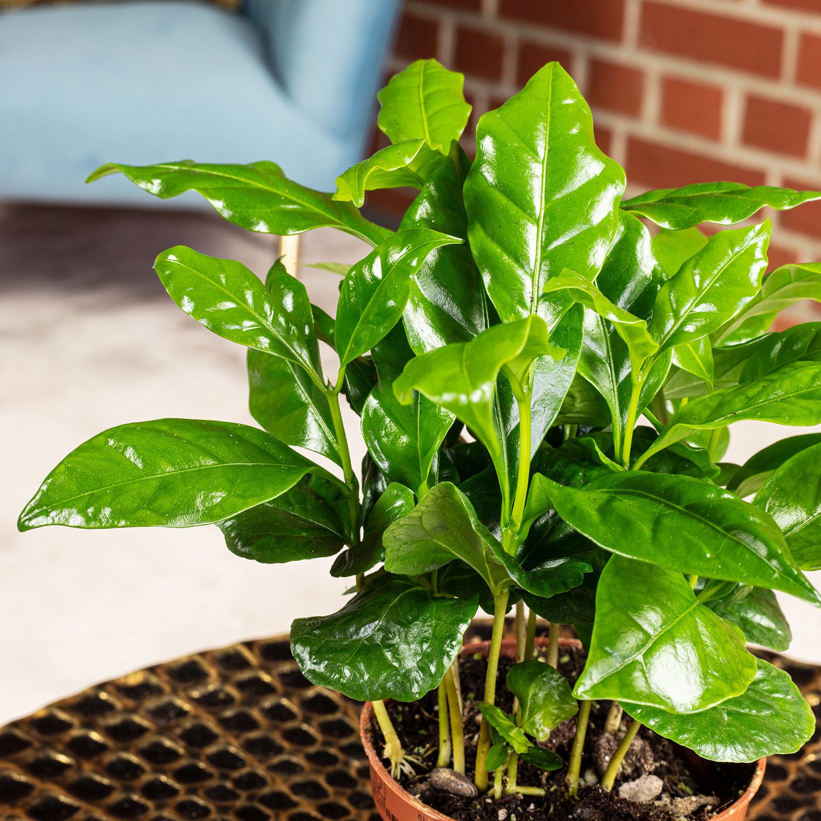 Flowerbox Zimmerpflanze Kaffeepflanze - Coffea Arabica, pflegeleicht - Höhe ca. 15-20 cm, Topf-Ø 9 cm
