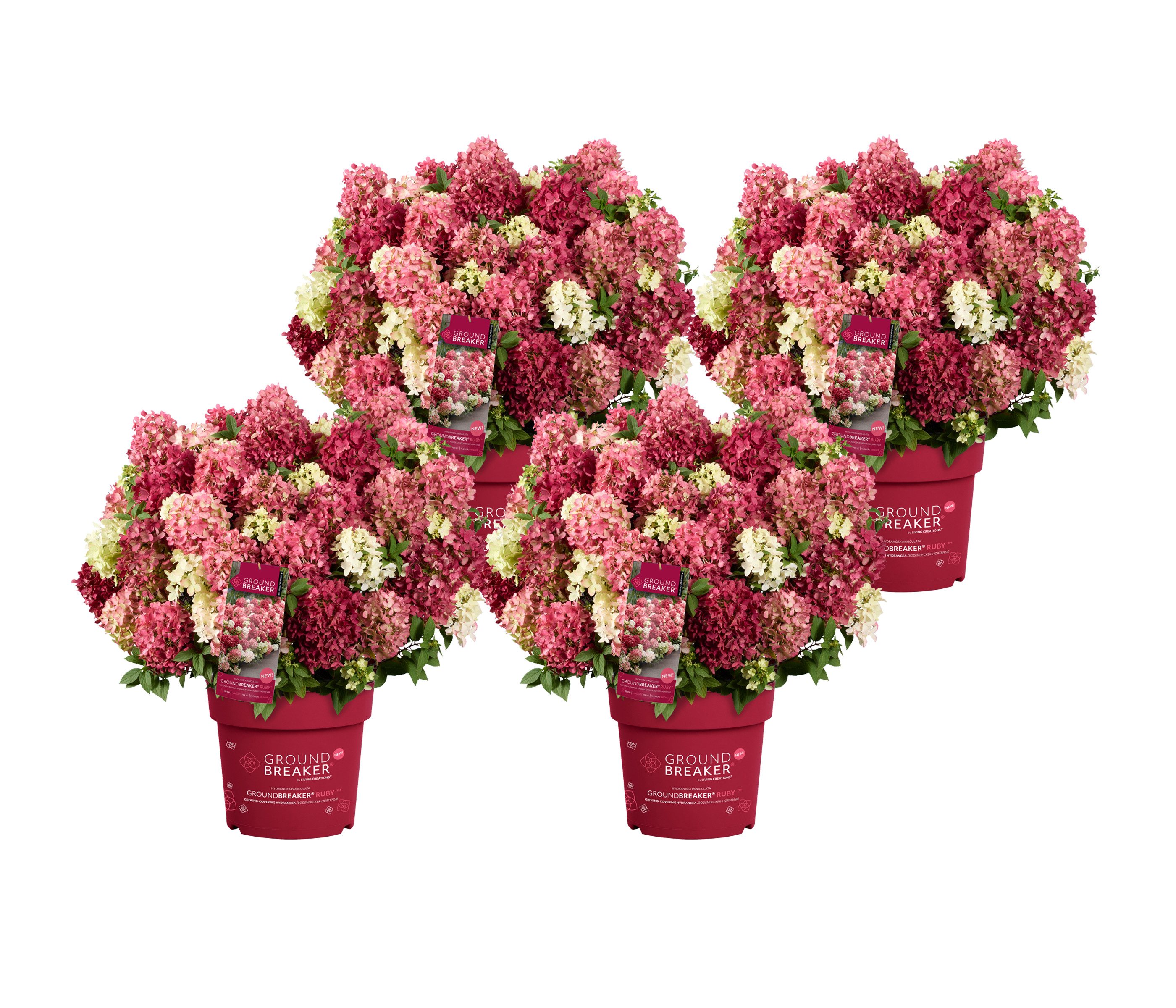 Dehner Gehölze Bodendecker-Rispenhortensie Groundbreaker® Ruby™, 4er Set, bodendeckender Zierstrauch für sonnige bis halbschattige Standorte