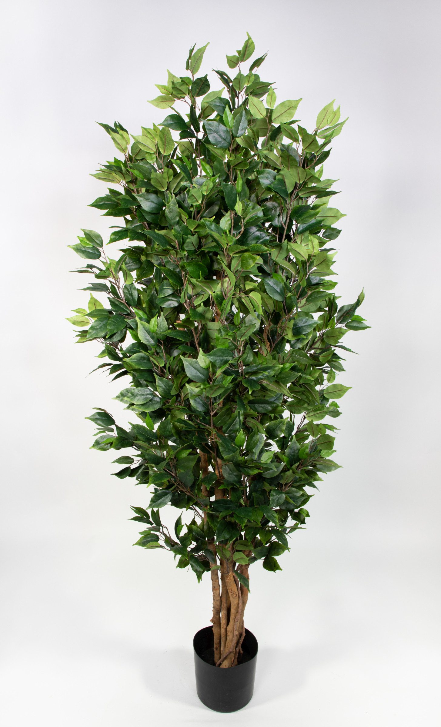 Kunstbaum Ficus Nitida 180cm grün LA günstig online kaufen
