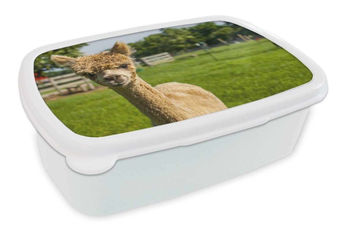 MuchoWow Lunchbox Baby - Alpaka - Gras, Kunststoff, (2-tlg), Brotbox für Kinder und Erwachsene, Brotdose, für Jungs und Mädchen weiß