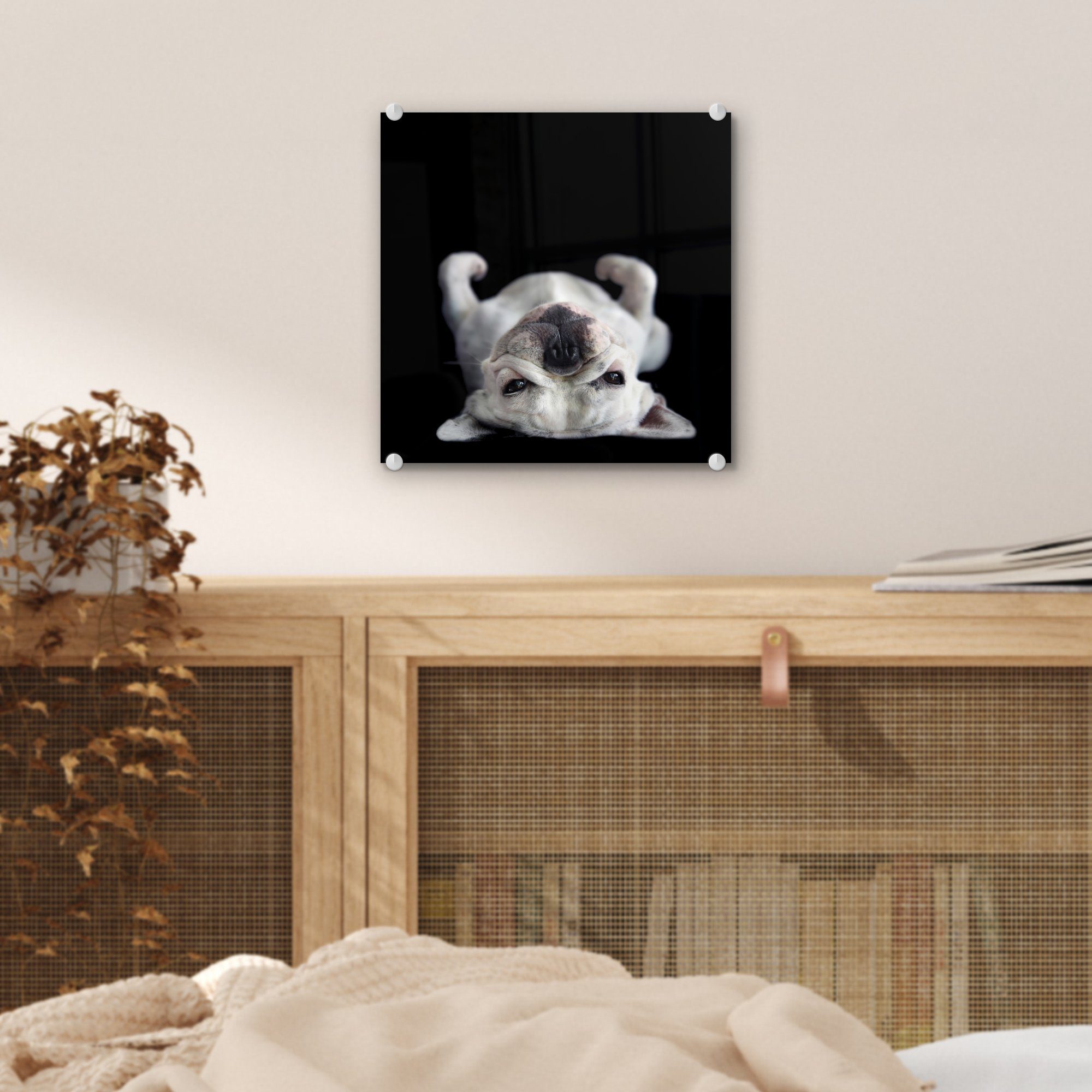 auf Glas auf - Glas schwarzem (1 Wandbild dem Acrylglasbild - Hintergrund, liegend auf - Rücken Foto St), Wanddekoration Bulldogge auf Glasbilder Bilder MuchoWow
