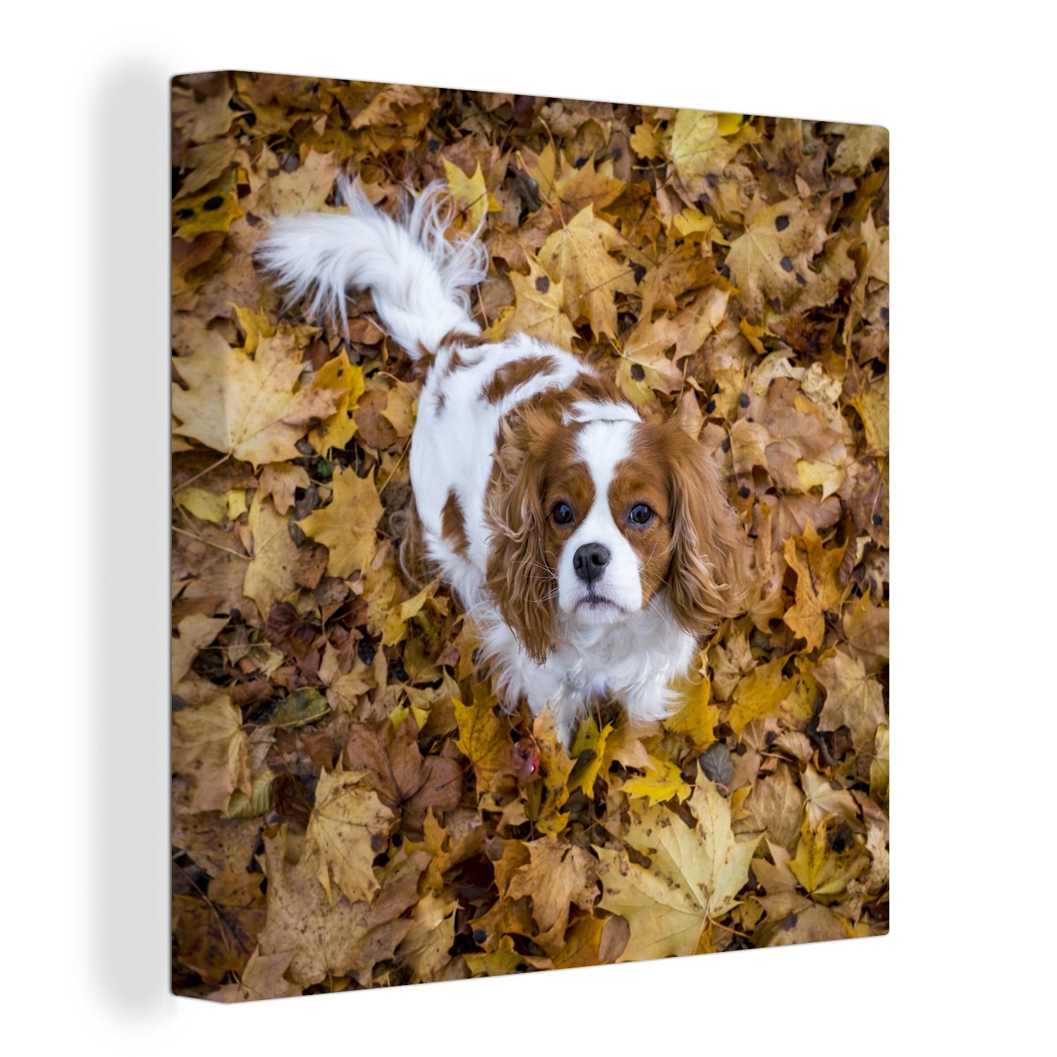 OneMillionCanvasses® Leinwandbild Cavalier King Charles Spaniel unter dem Herbstlaub, (1 St), Leinwand Bilder für Wohnzimmer Schlafzimmer