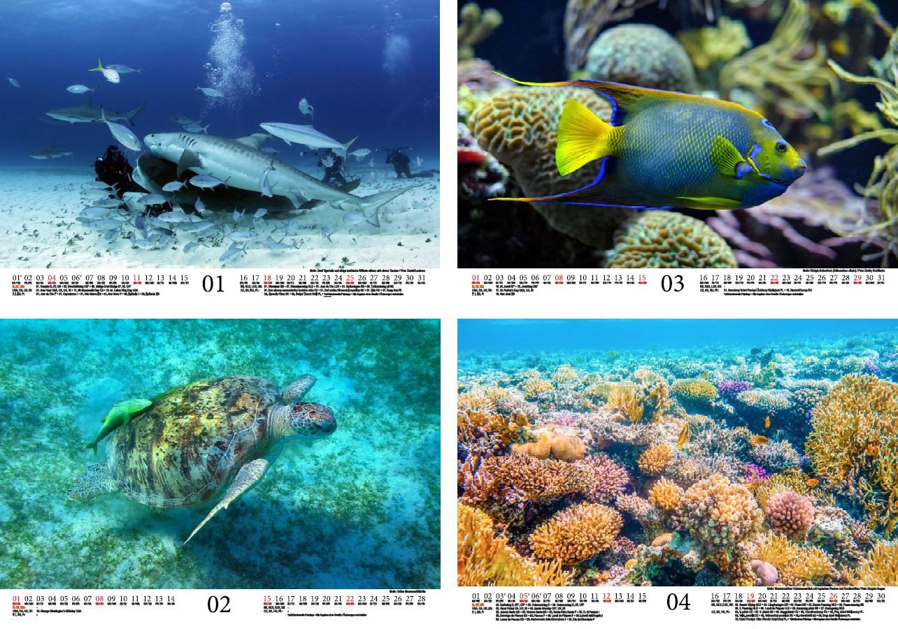 Thumbnail - Seelenzauber Wandkalender Unterwasserzauber DIN A4 Kalender für 2026 Unterwasser - Seelenzauber