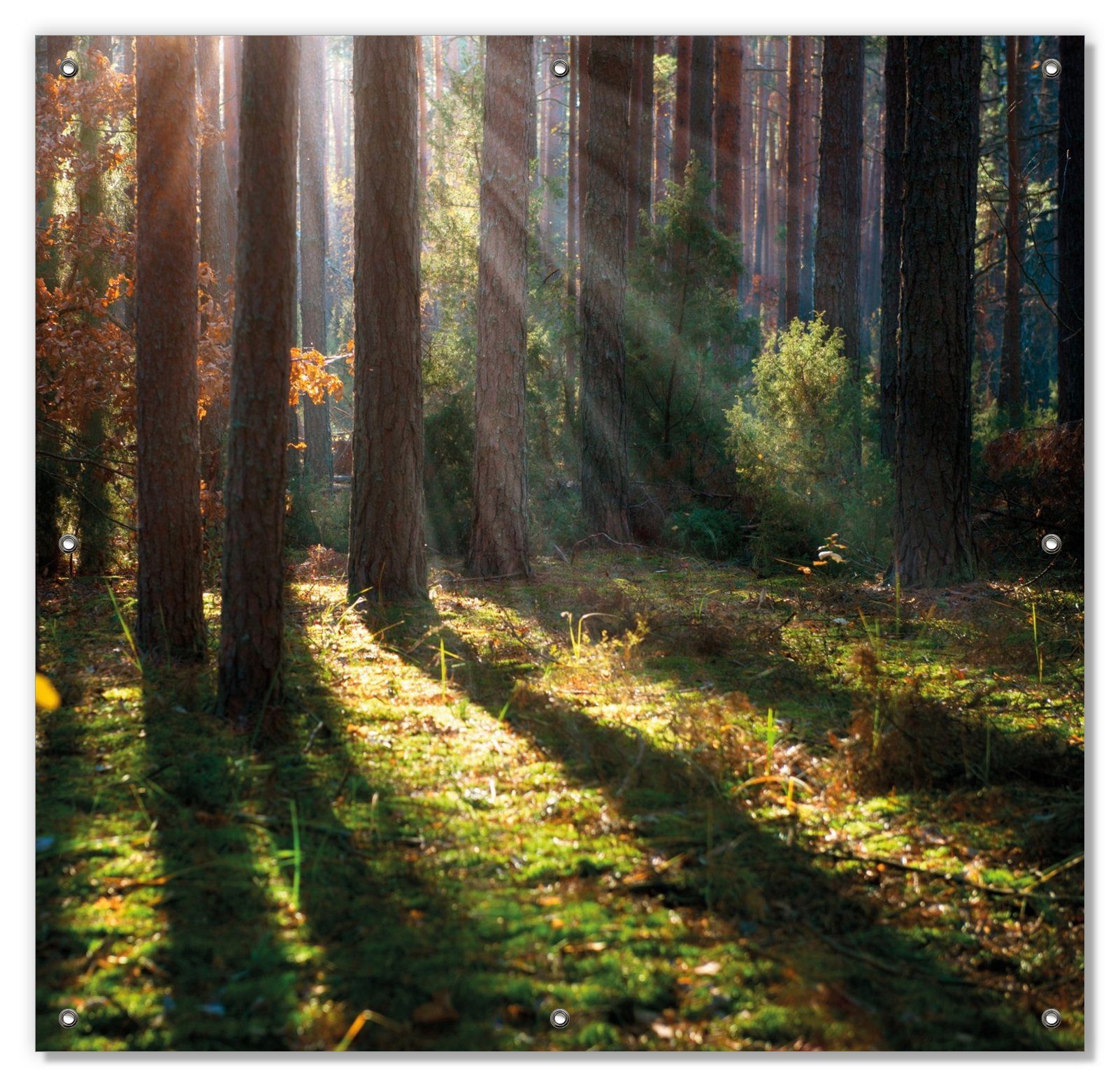 im Saugnäpfen, wiederverwendbar Sonnenstrahlen Herbstwald, wiederablösbar Wallario, und blickdicht, Sonnenschutz mit