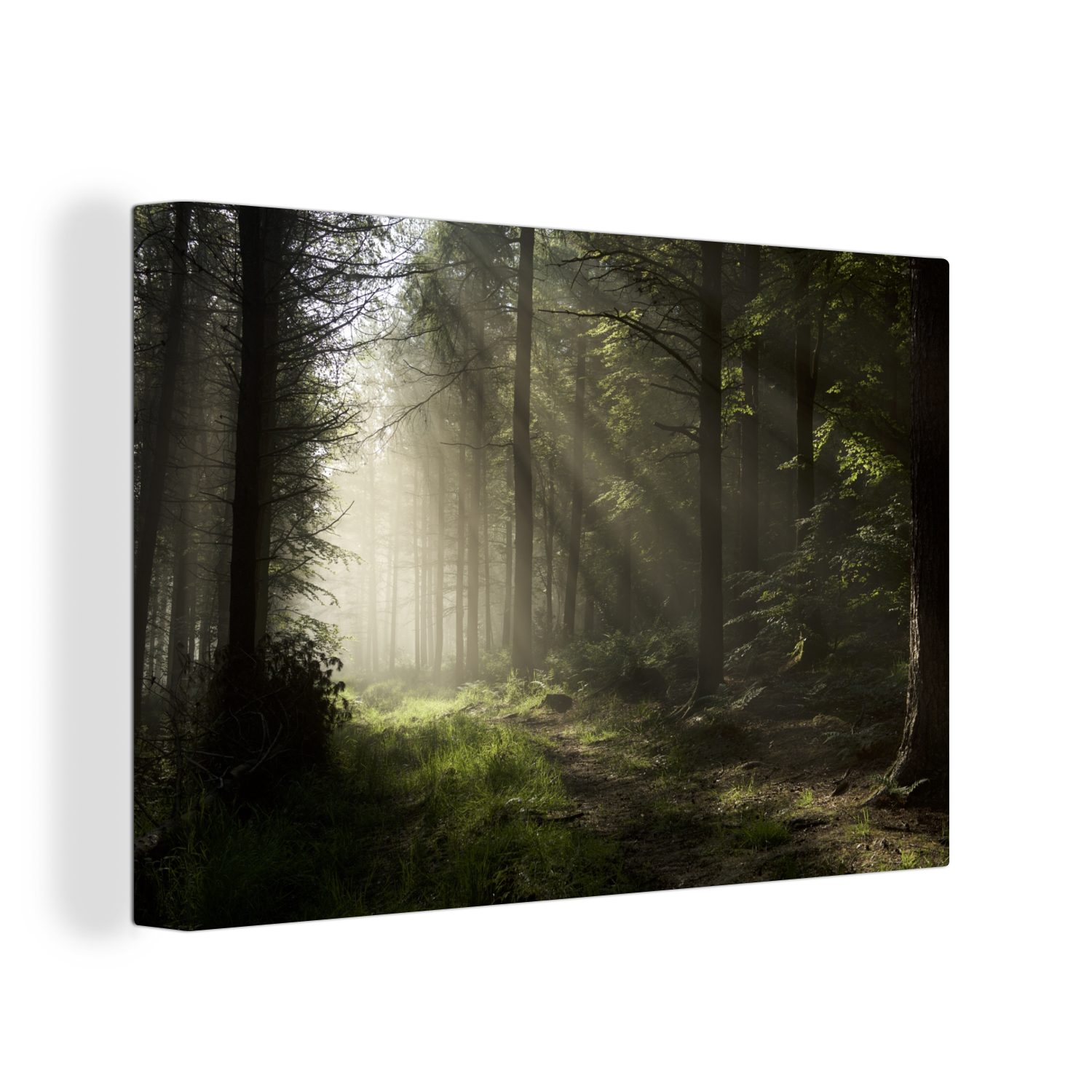 OneMillionCanvasses® Leinwandbild Wald - Baum - günstig online kaufen