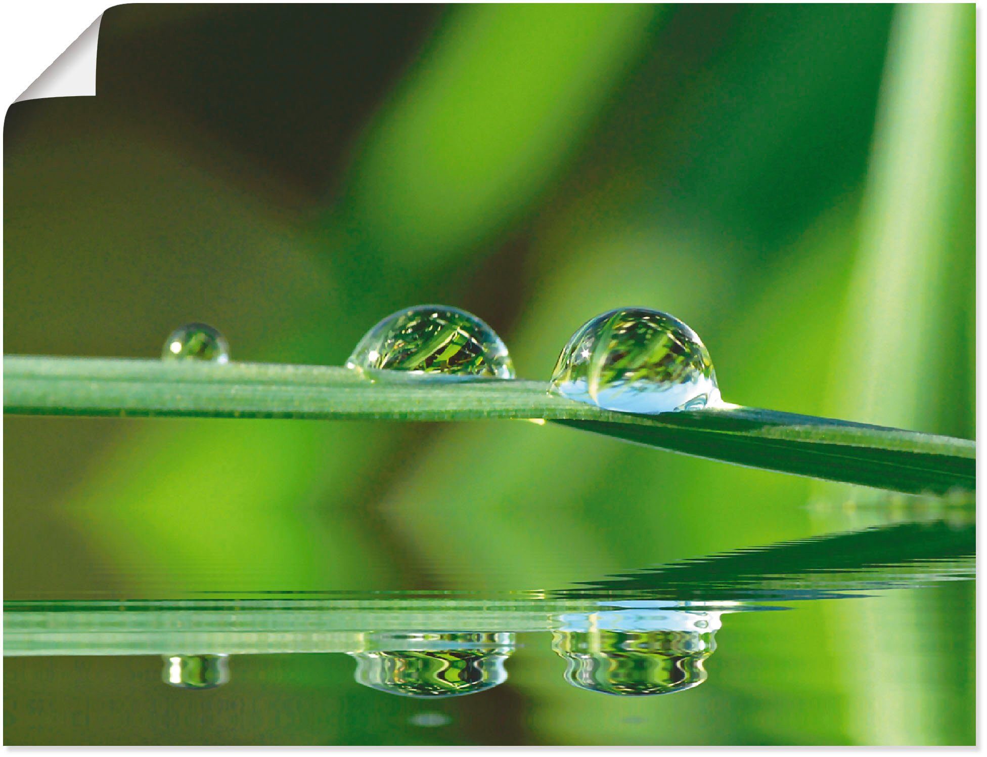 Artland Плакат Zwei Wassertropfen, Gräser (1 St), ohne Rahmen